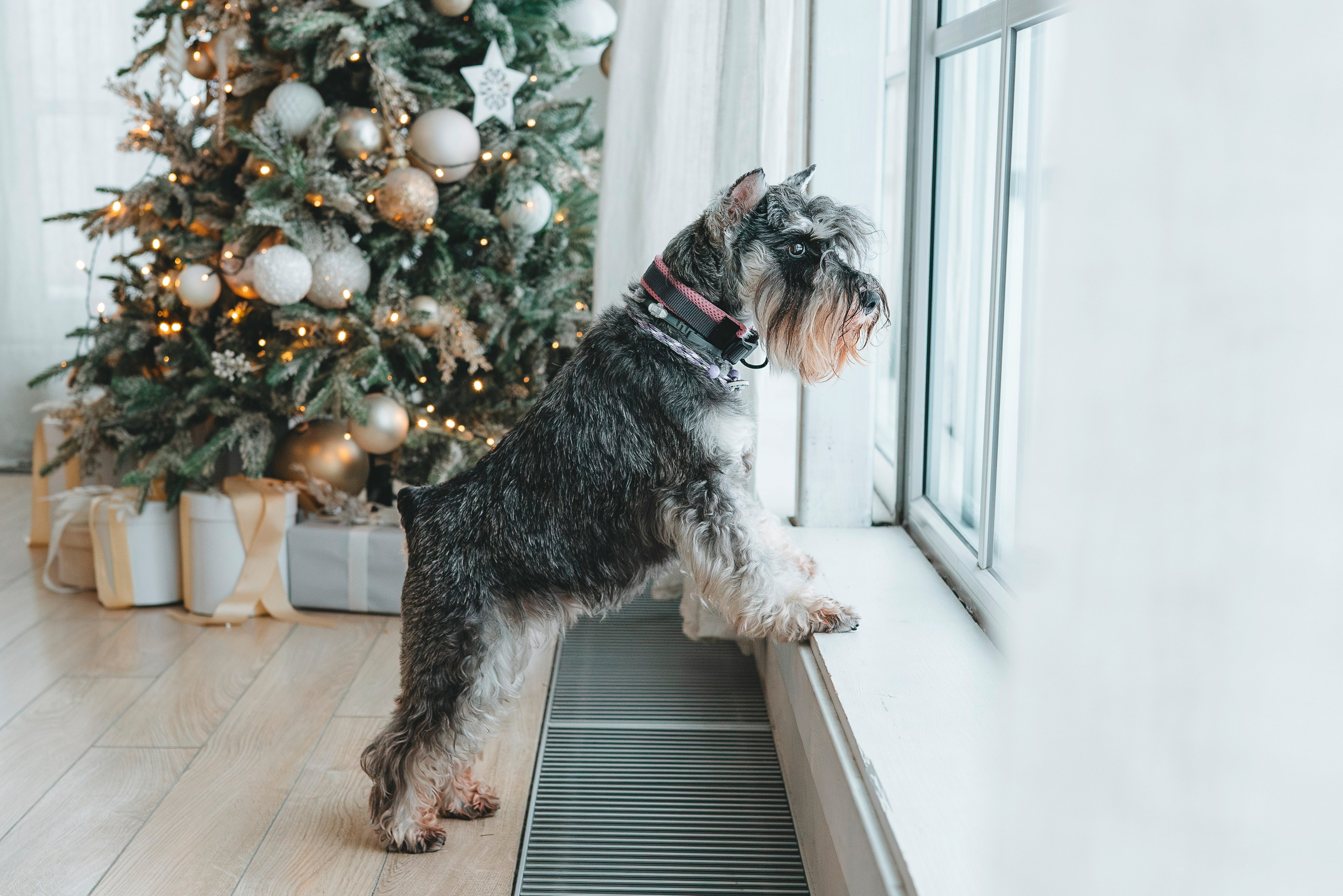 Ольга и Сатори. Фотограф анималист в Спб недорого Олеся Майорова