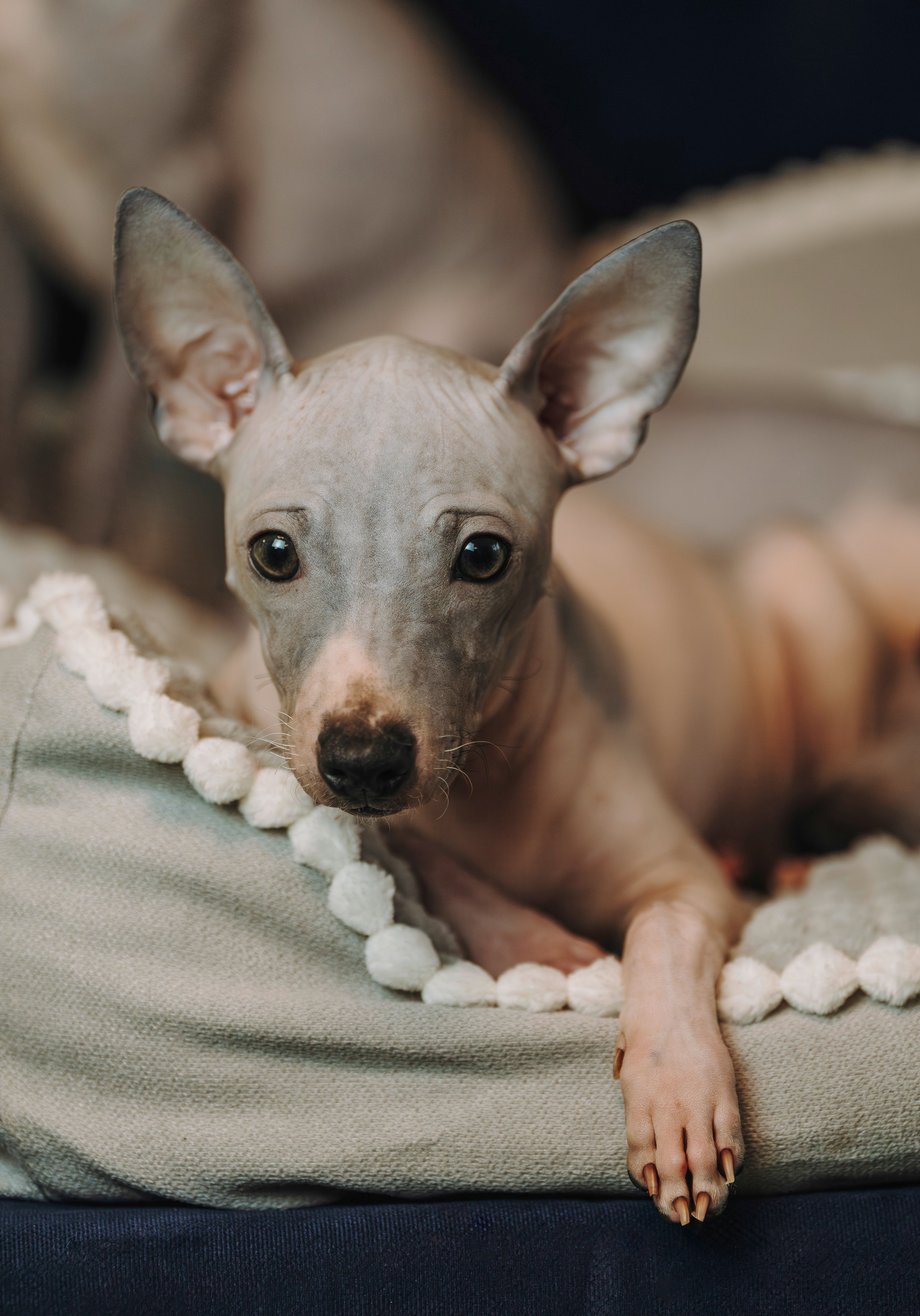 Малыши американского голого терьера. Фотограф анималист в Спб недорого Олеся Майорова