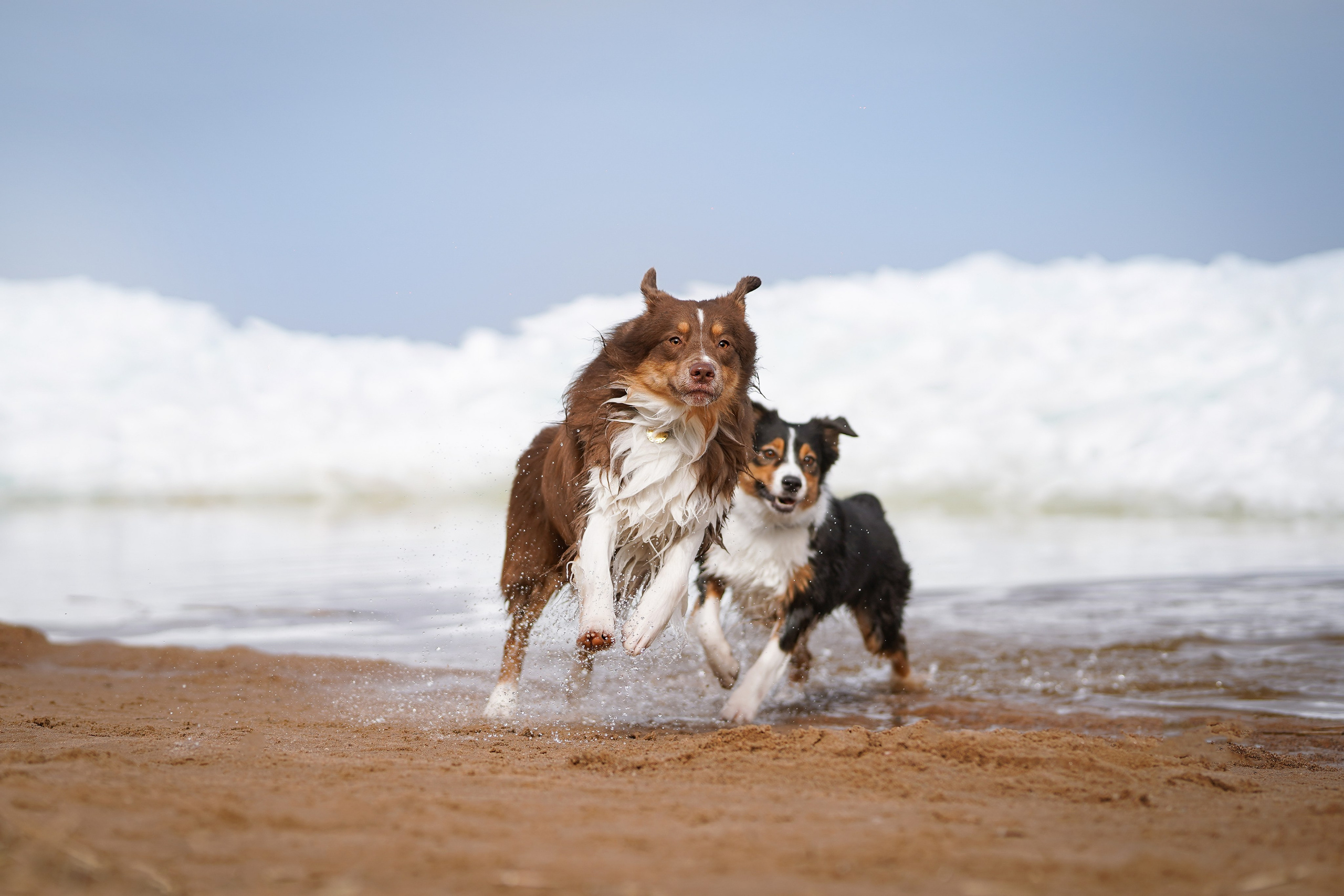 Аусси на Ладоге. Фотограф-анималист в Санкт-Петербурге Яна Мартынова