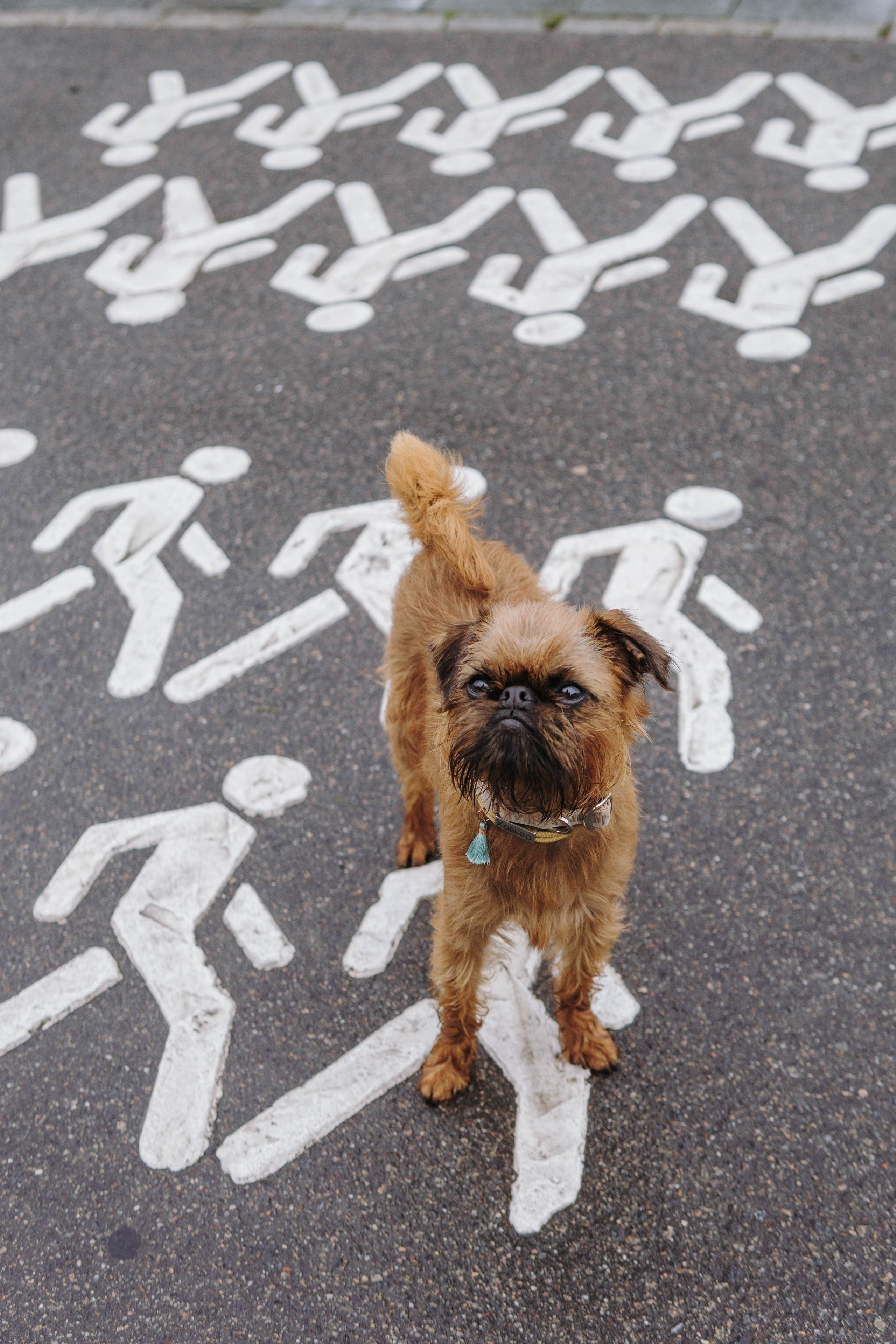Наташа, Сережа и Хавьер. Фотограф-анималист Ксения Воробьева, Москва