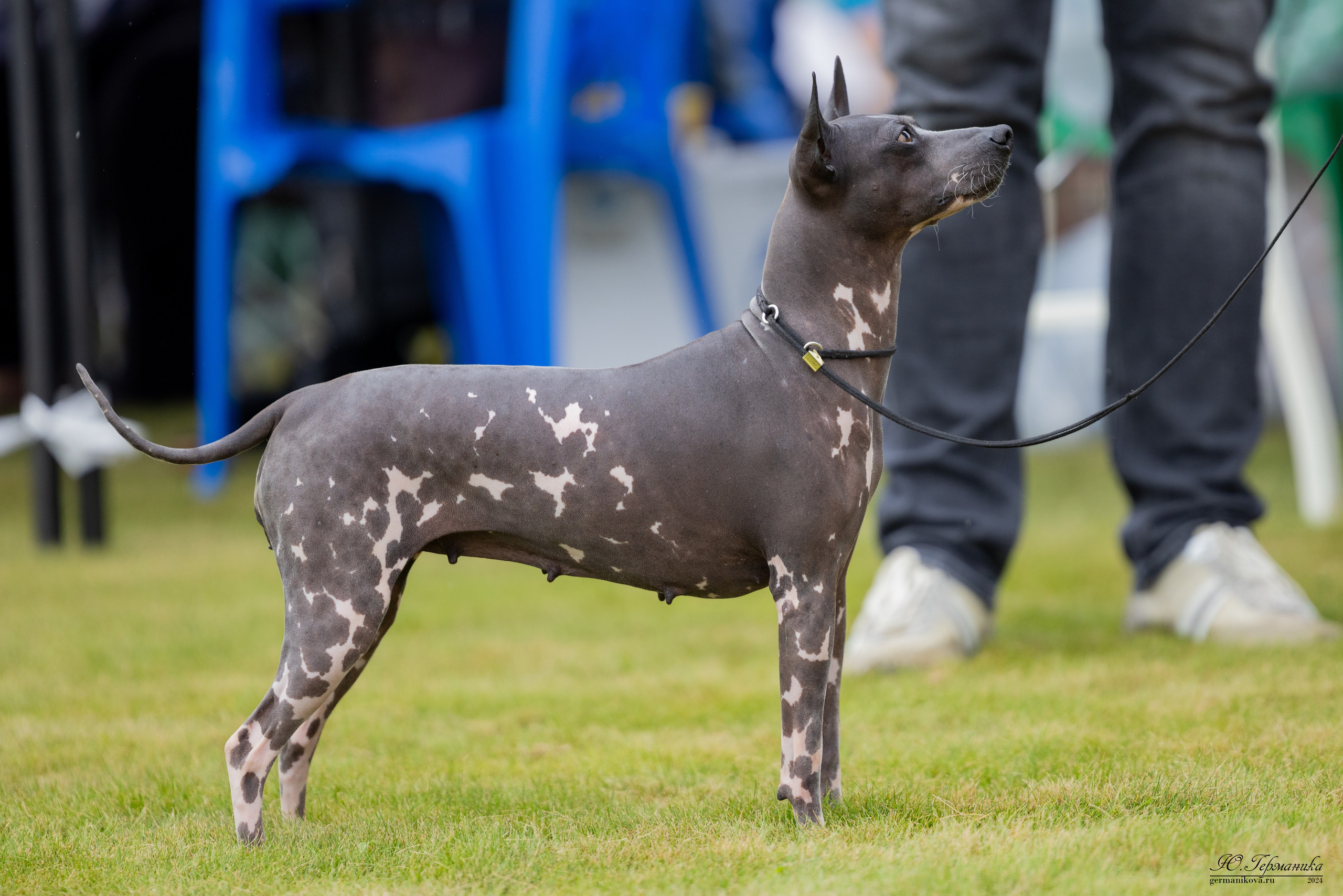 Ярославль 21.07.24 и Балашиха 13.07.24. Фотограф-анималист Юлия Германика