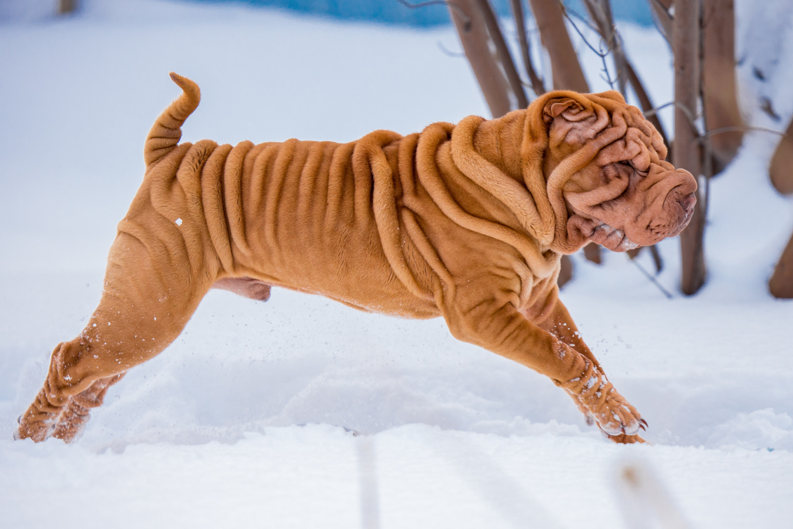 В гостях у шарпеев 16.01.2024. Фотограф-анималист Юлия Германика