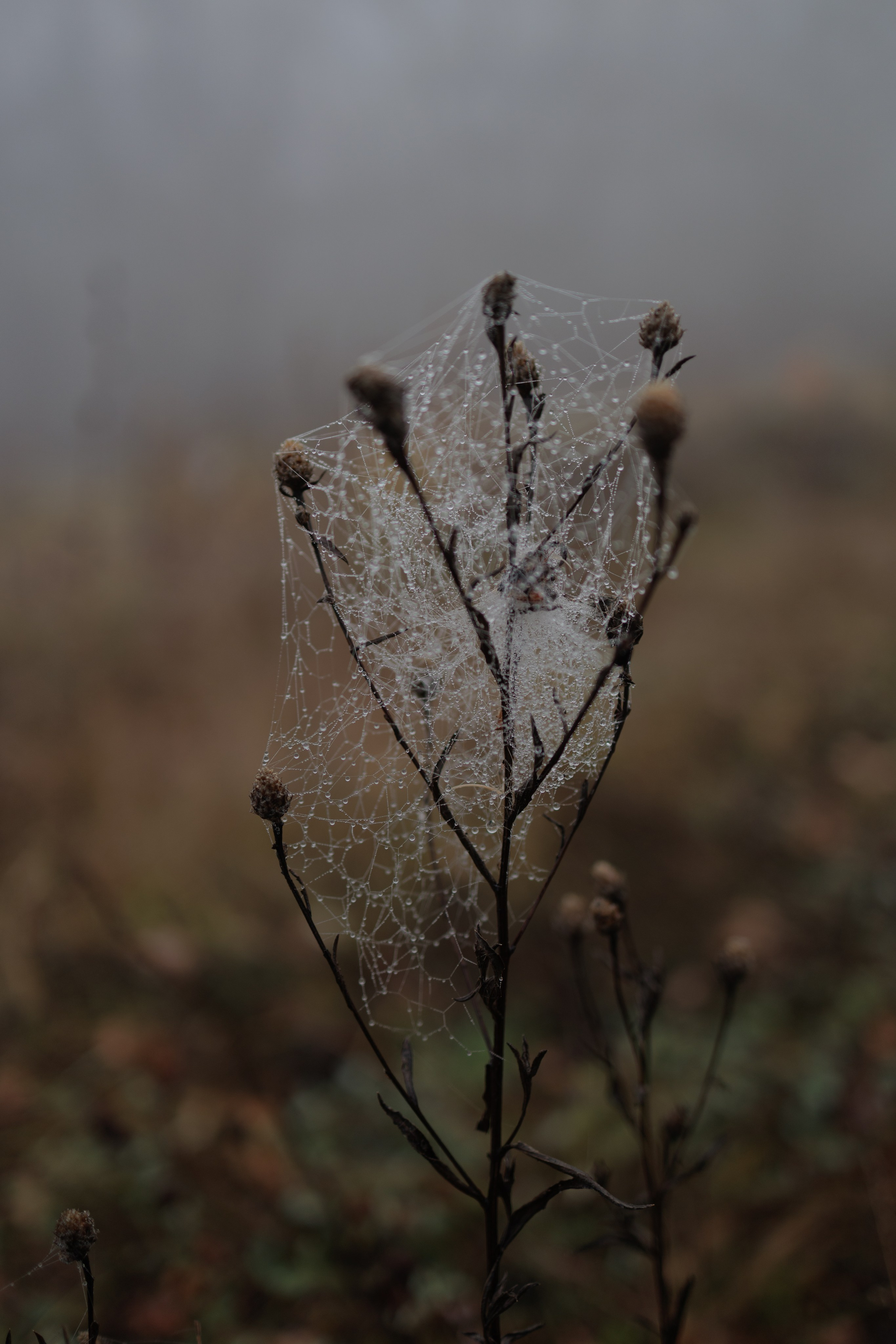 В туманном лесу. Семейный фотограф в Белгороде