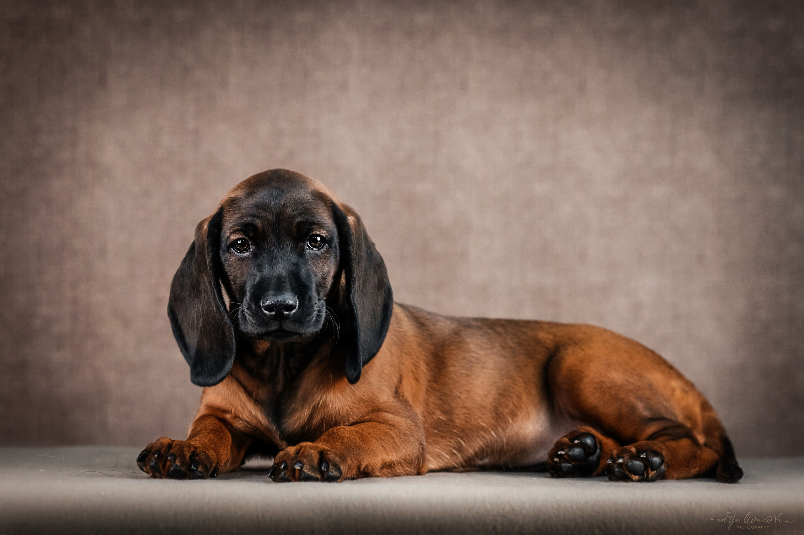 Баварские гончие. Фотограф анималист Аня Ливанова | Рыбинск