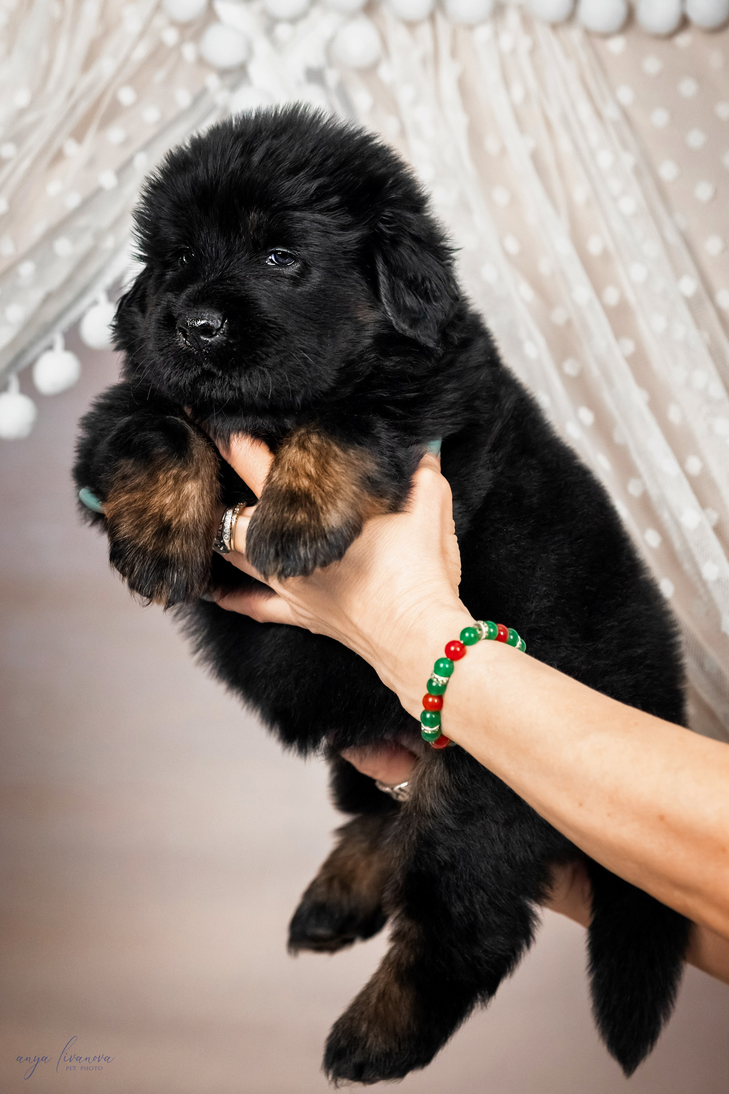 Тибеты. Фотограф анималист Аня Ливанова | Рыбинск