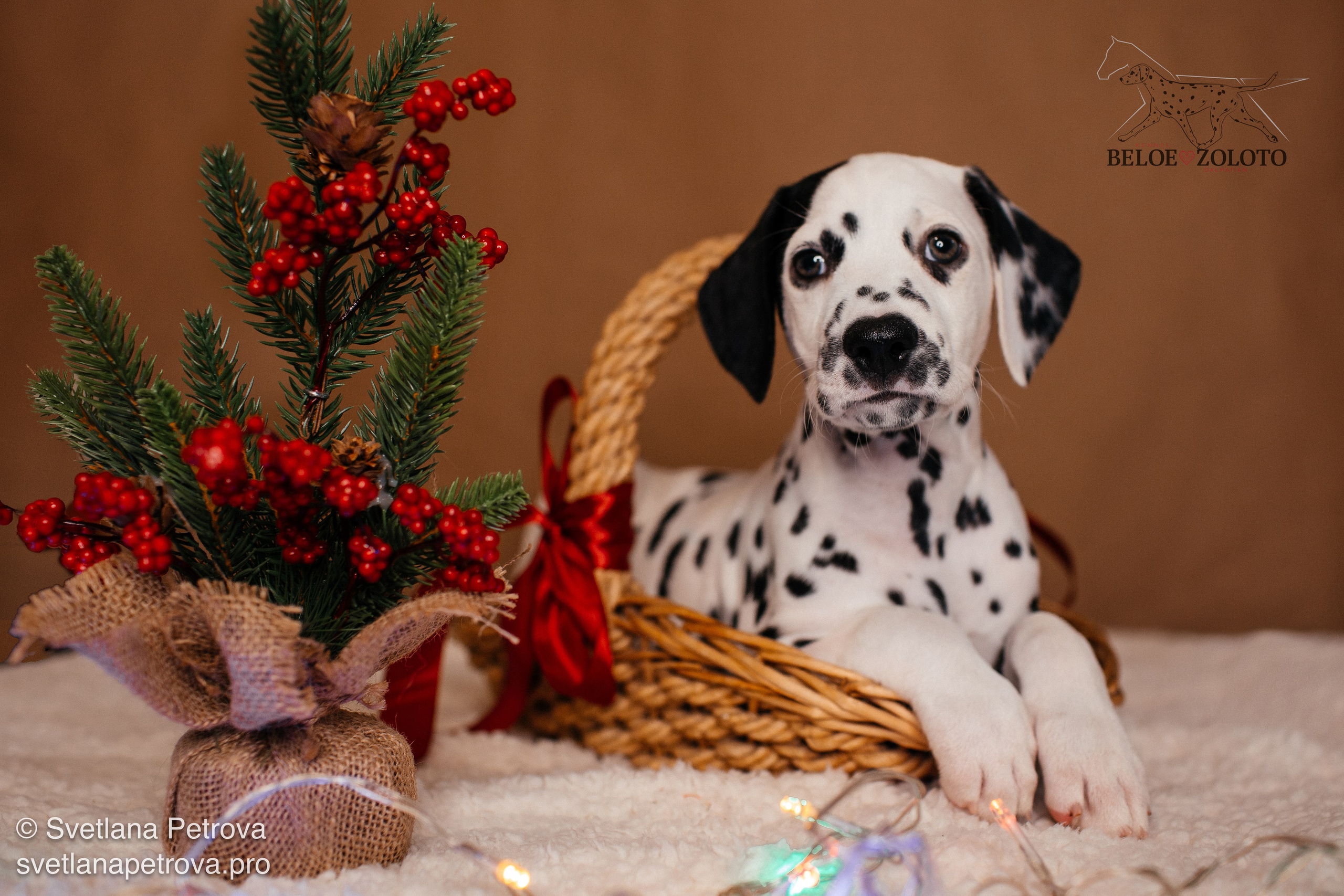 Далматины. Зима 2025. Фотограф Светлана Петрова