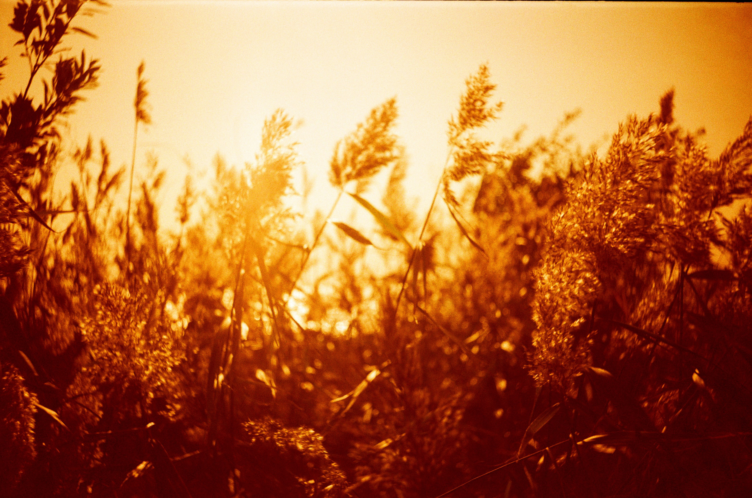 Redscale. Варвара Цымбал