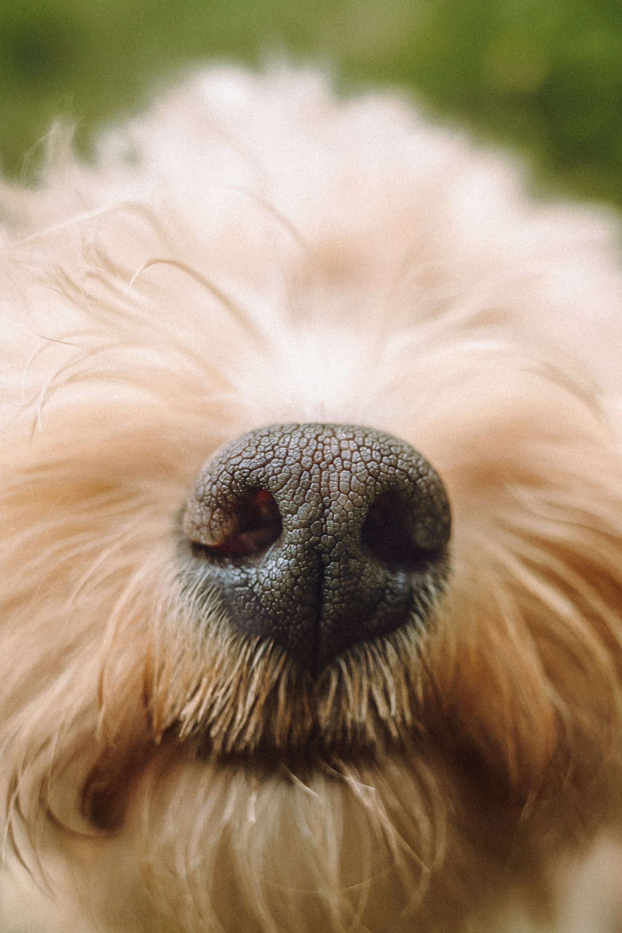 Фред и его семья