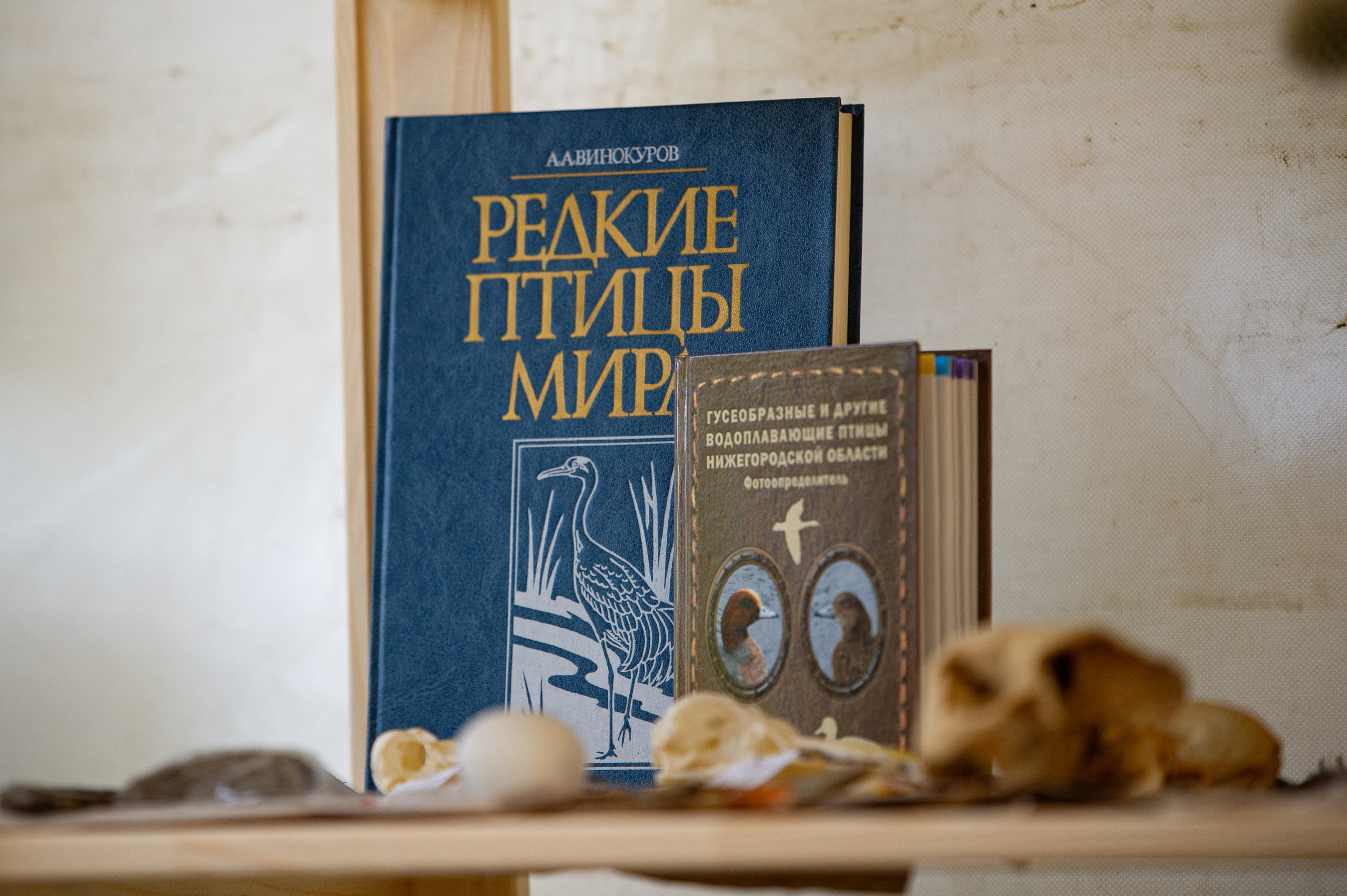 Семейный экофестиваль «АртЛуга». Фотограф Шариков Илья