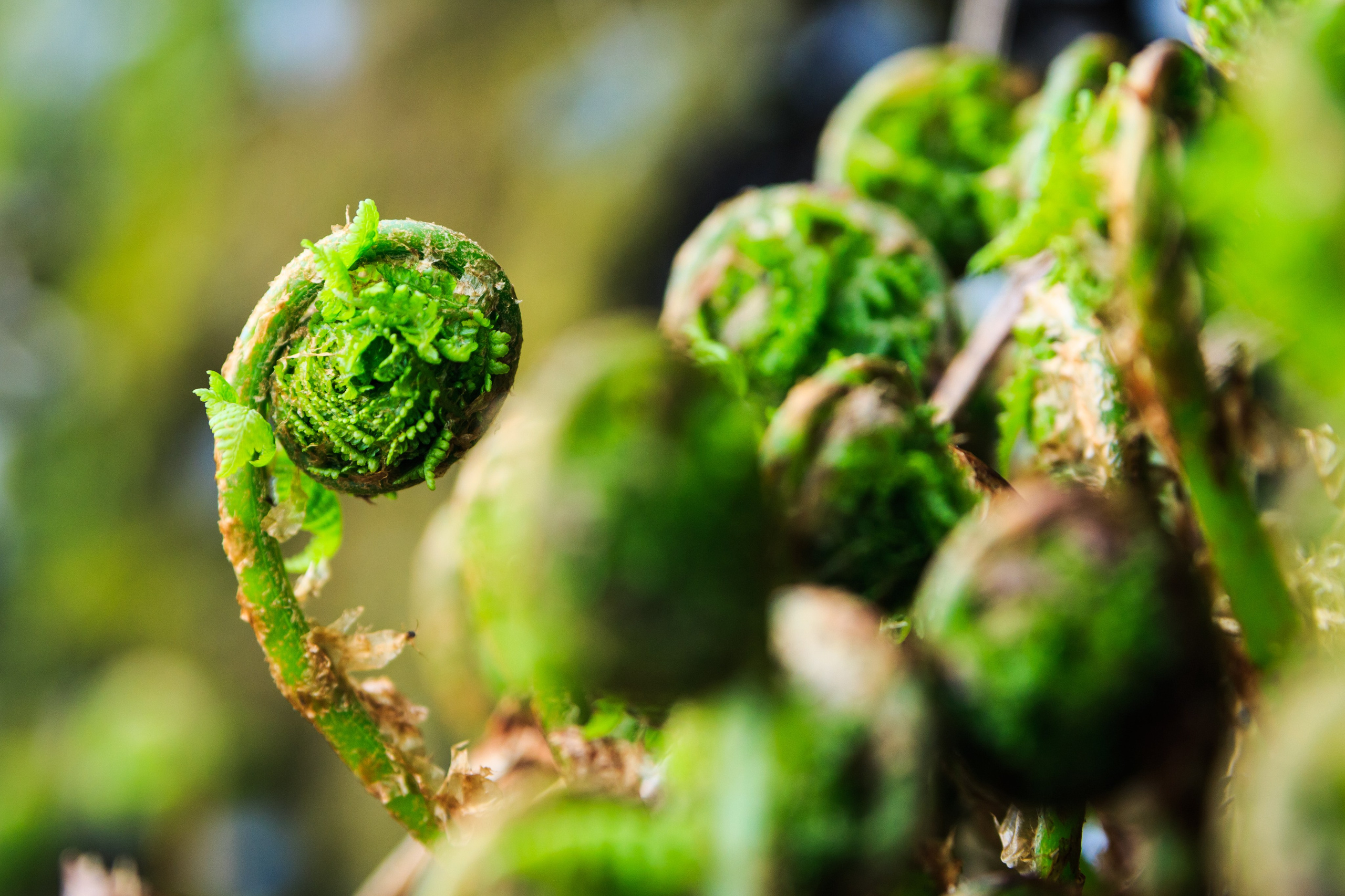 Весна. Катя Цвет