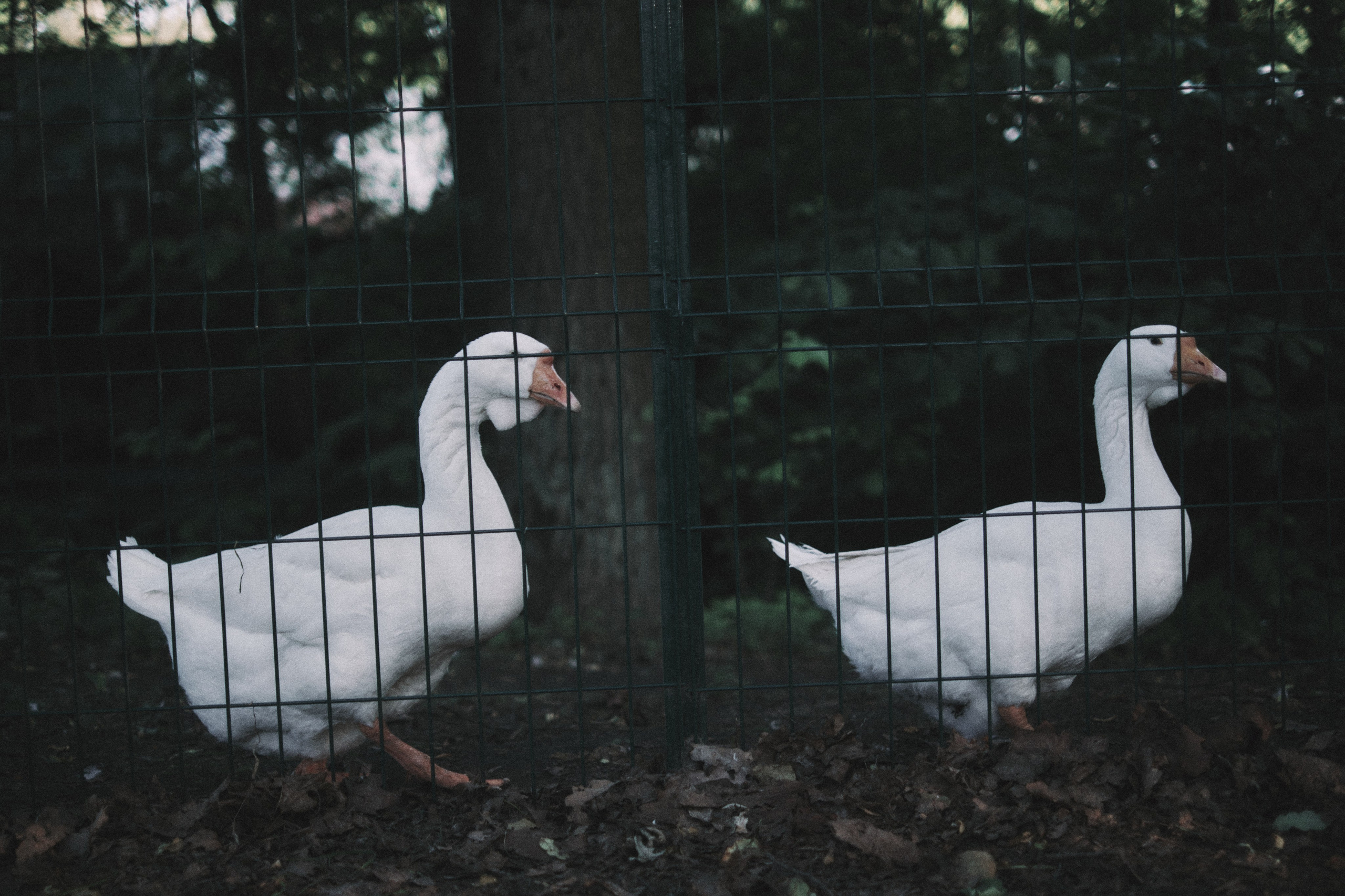 Елагин Остров. Фотограф Санкт-Петербург