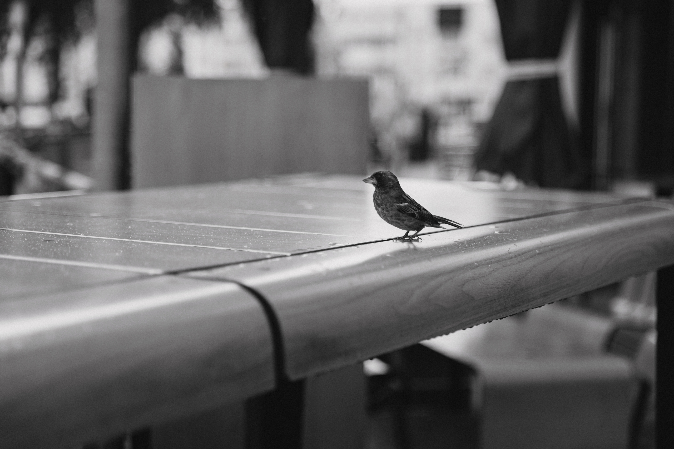 Аня и Сергей. 📷˙Свадебный фотограф и видеограф в Чебоксарах | Ксения