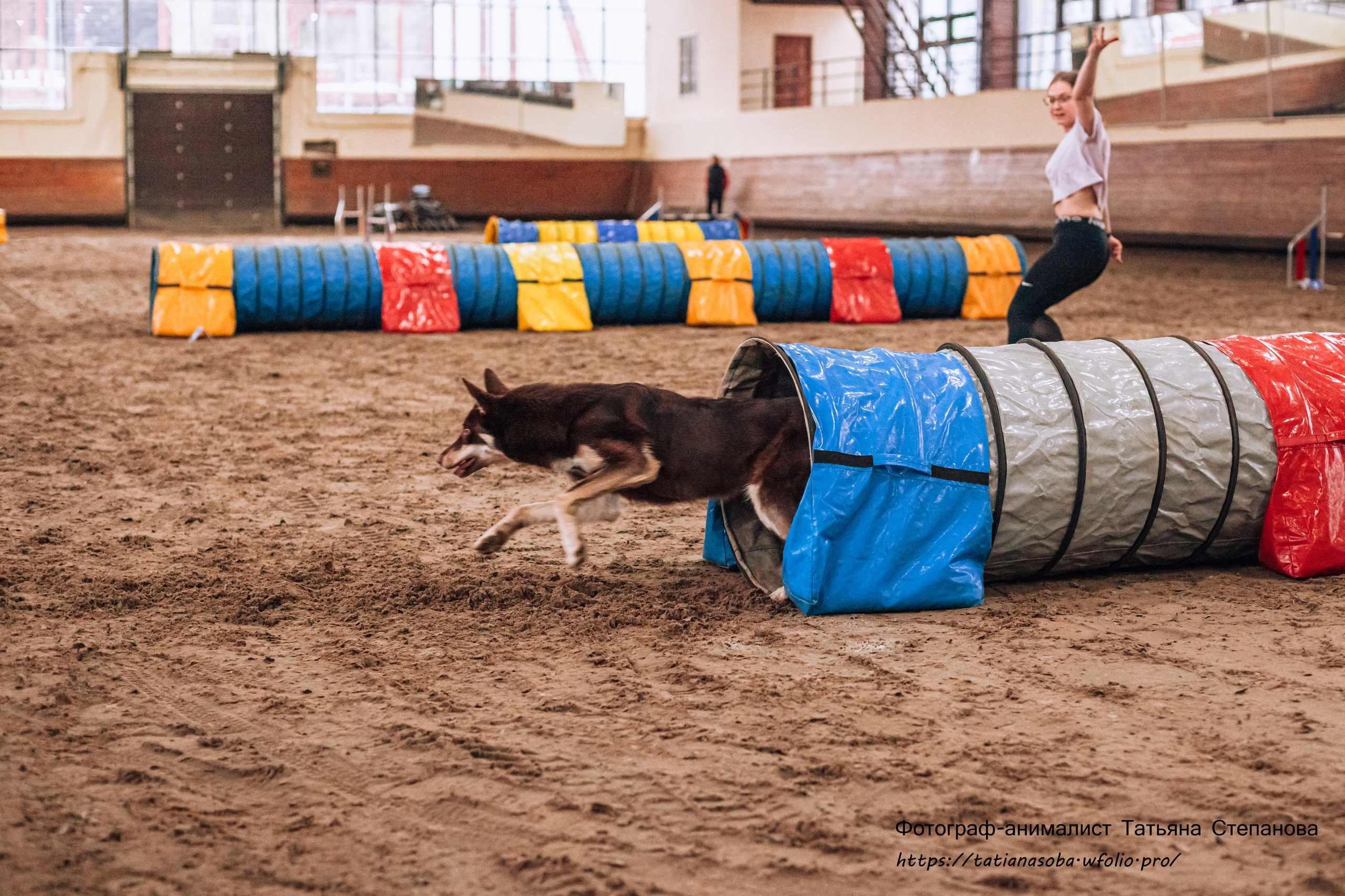 Соревнования по Аджилити 25.02.2024. Фотограф-анималист Татьяна Степанова