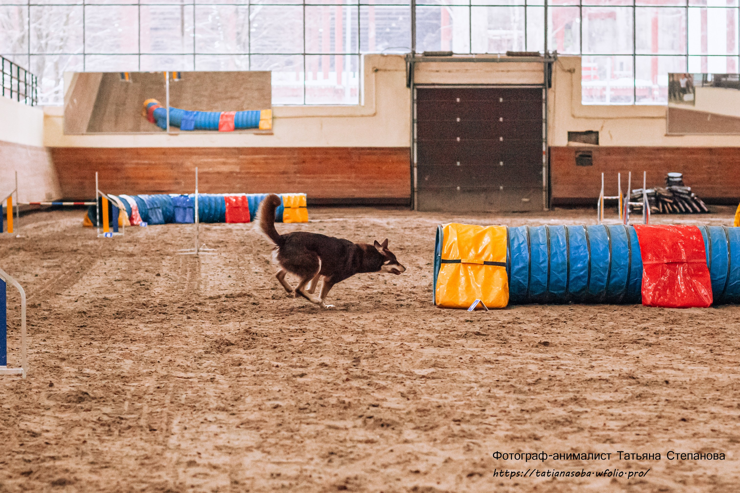 Соревнования по Аджилити 25.02.2024. Фотограф-анималист Татьяна Степанова