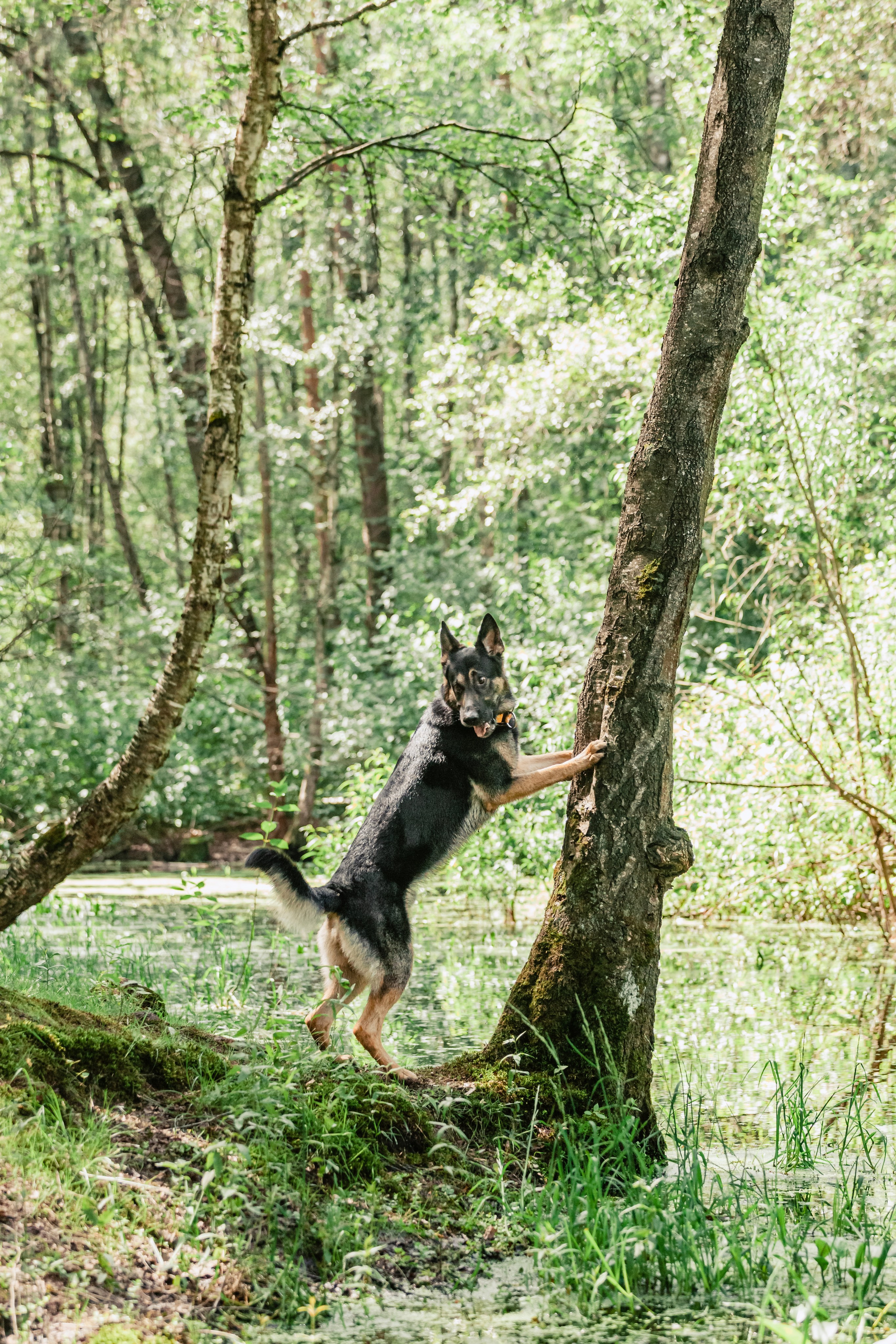 Лесная летняя фотопрогулка. Фотограф-анималист Татьяна Степанова