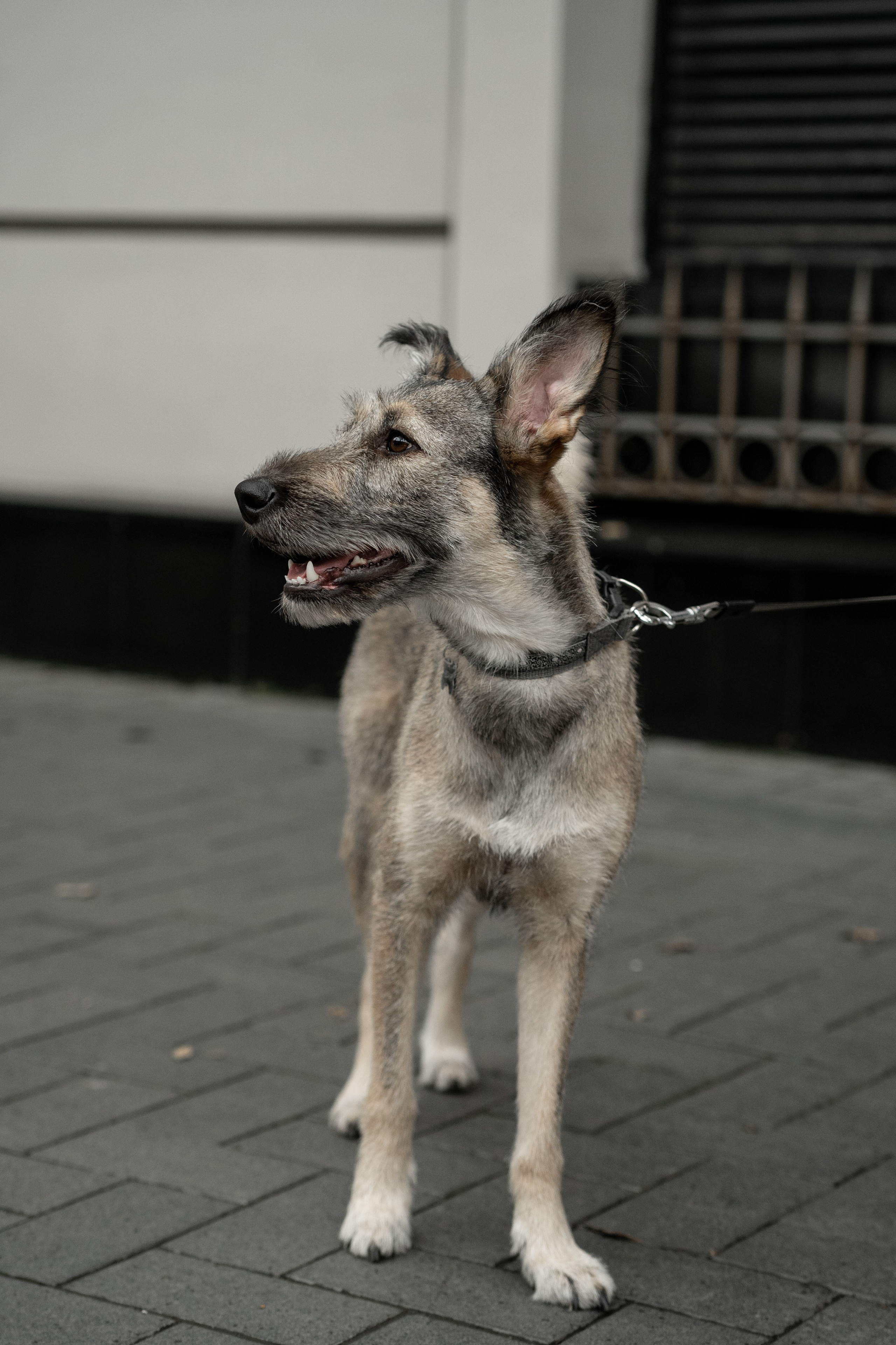 Роман и Виктория. Фотограф Анна Забавко