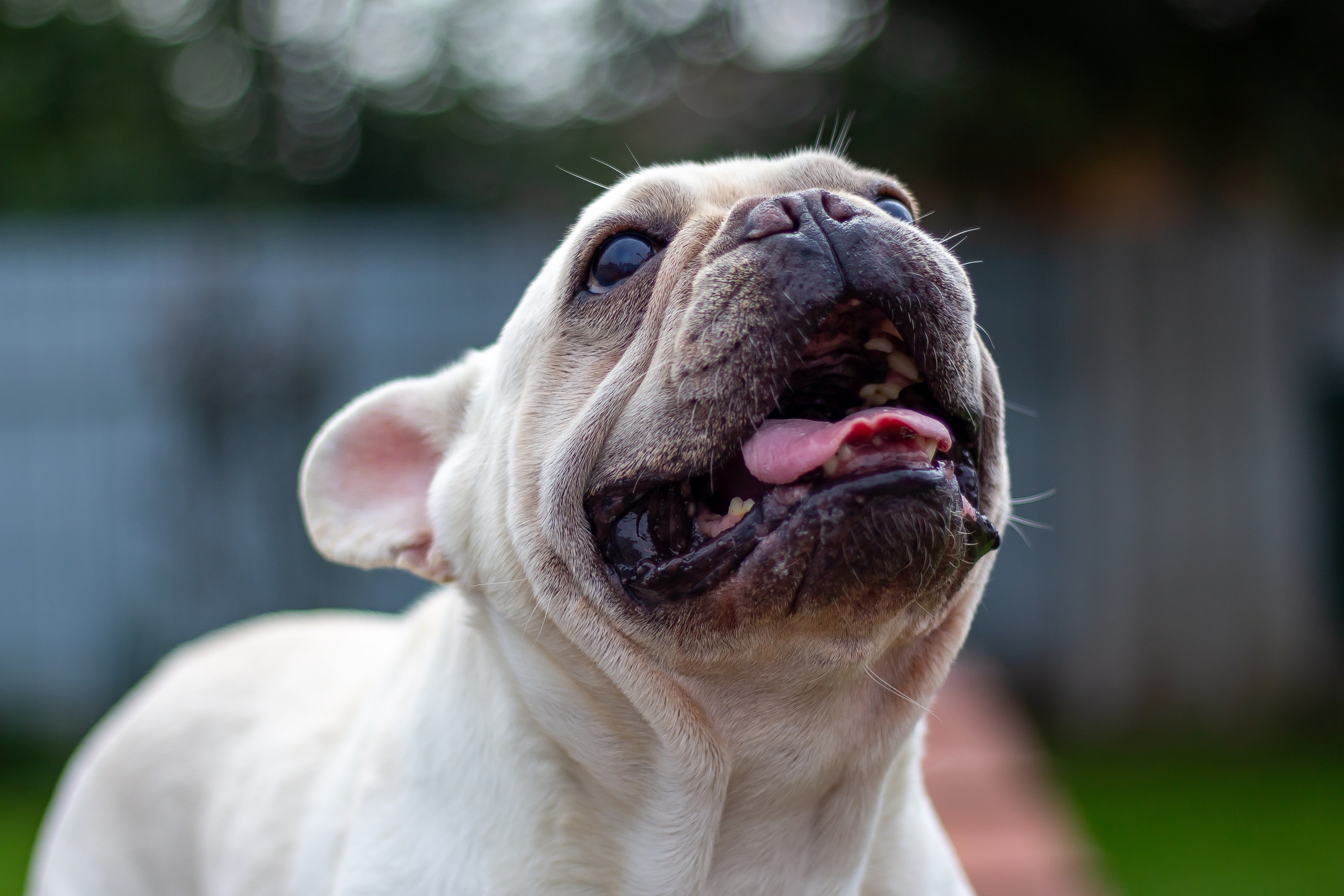 Собачья жизнь — Зоогостиница «Счастливые мечтатели». Фотограф • Орехово-Зуево • Балашиха • TEFO