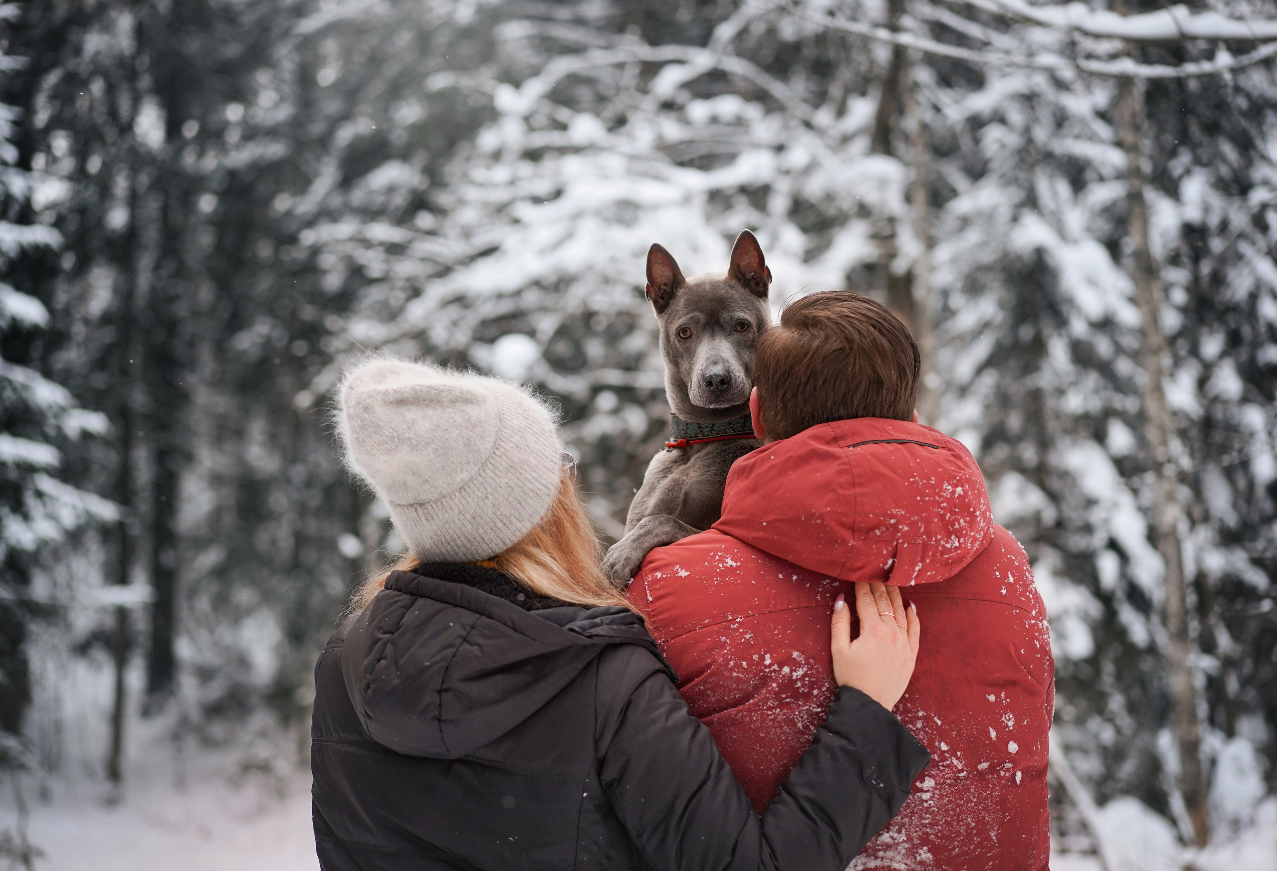 Даша Илья Вениамина и Мэдиссон. Фотограф-анималист в Санкт-Петербурге Яна Мартынова
