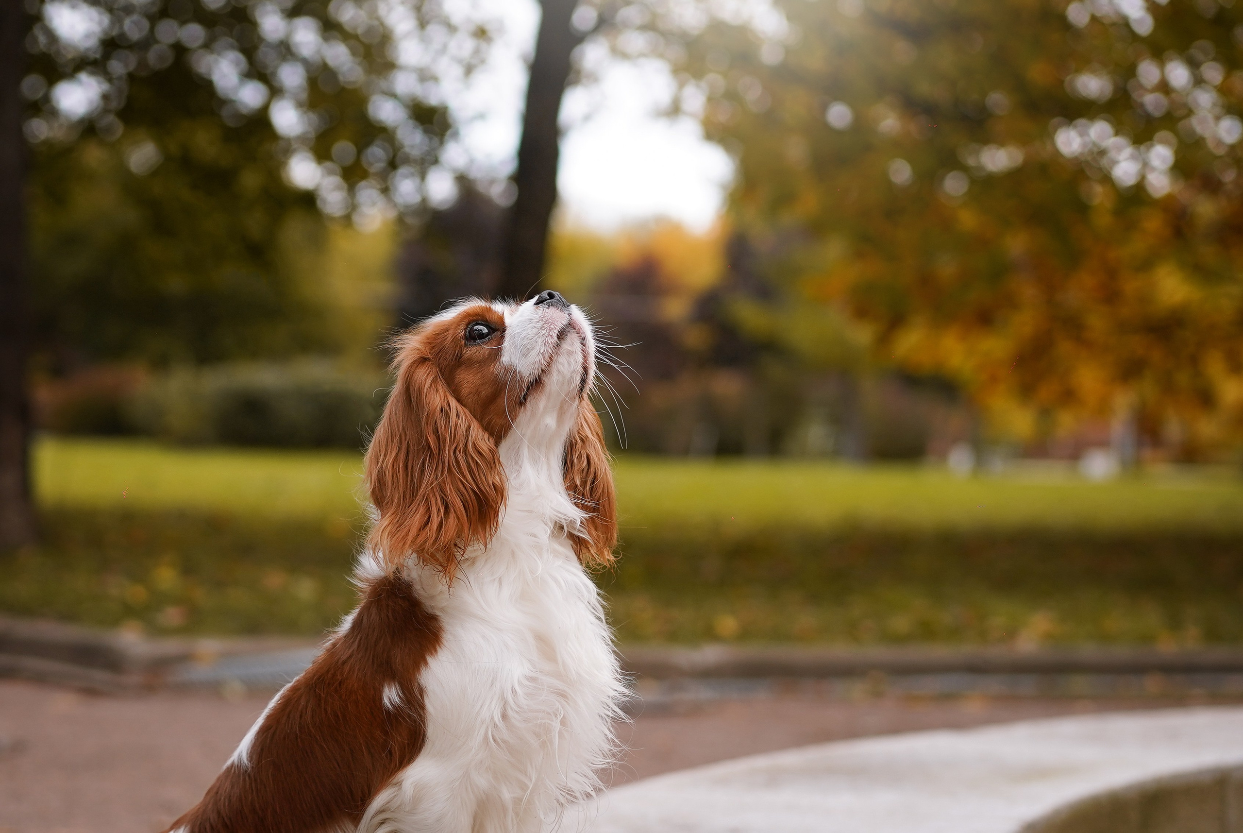 Катя Валера Саша и кавалерчики. Фотограф-анималист в Санкт-Петербурге Яна Мартынова