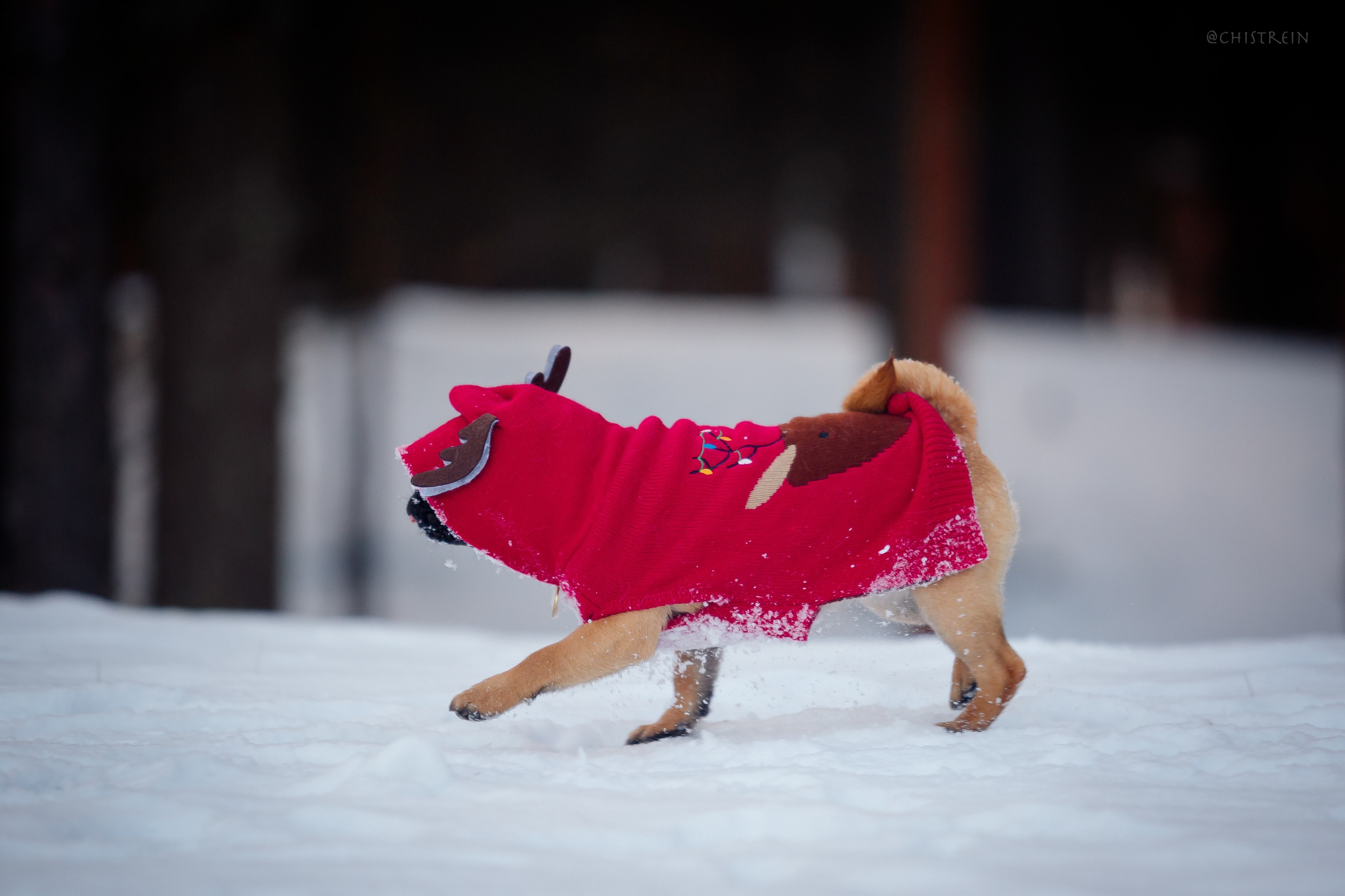Новогоднее настроение. Роза. Фотограф-анималист Наталия Чистюхина в г. Сосновый Бор и ЛО