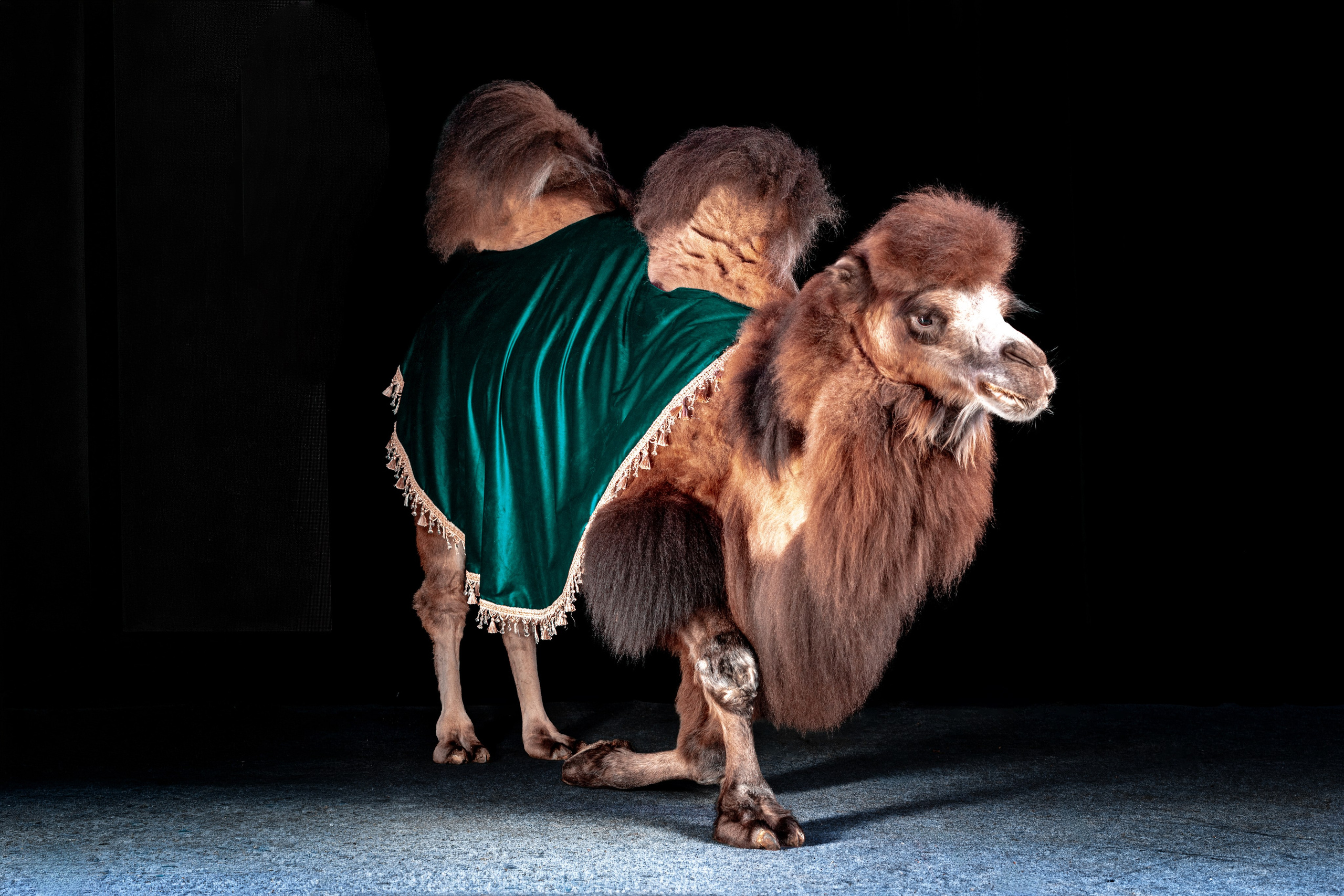 SHUSTOVI/ANIMALS. Sveta GOSHTAUTAS фотограф Пермь