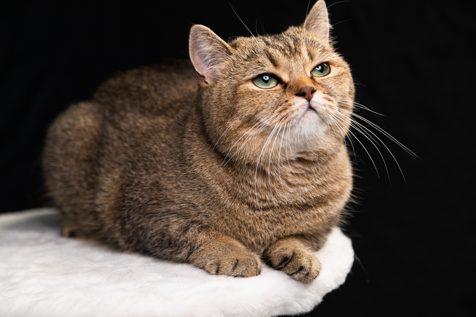 Питомцы. Фотоателье и полиграфия | Красивые фотосессии, сувениры с фото | Ремонт смартфонов, ноутбуков и техники в Коломне Zinovyev Team