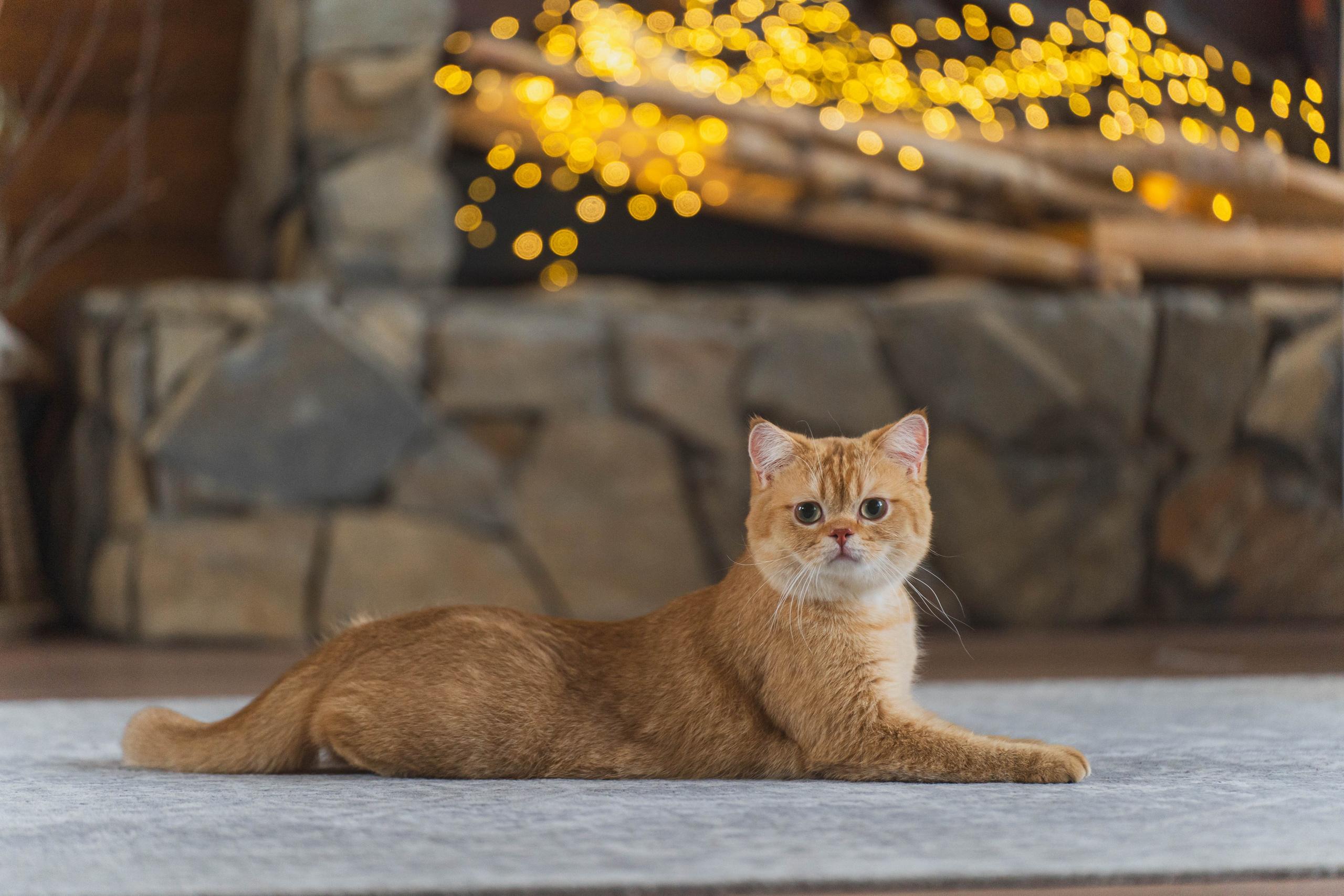 Питомник Шотландских кошек. Фотограф в Москве Ленарская Дарья