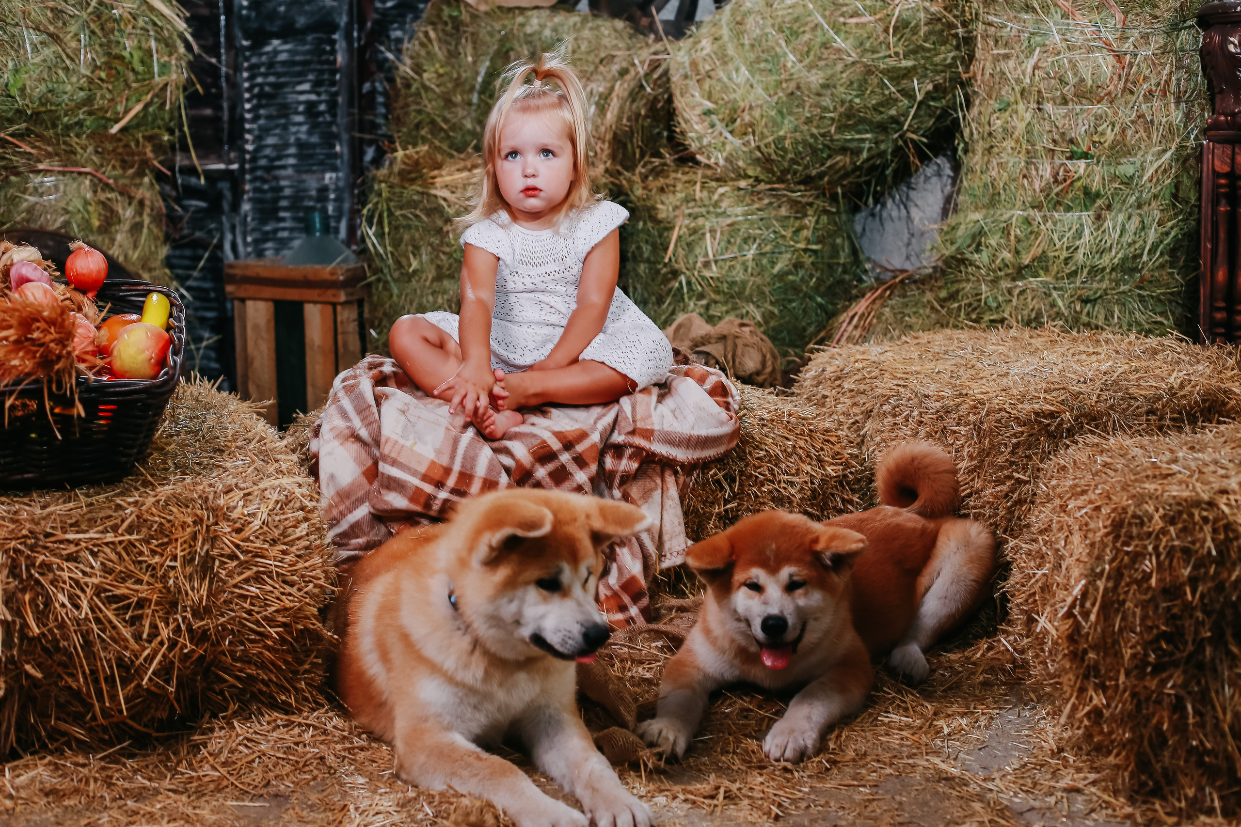 Фотосессия с собачками Акиту-Уну. Иванова Ирина Свадебный и семейный фотограф г. Уфа