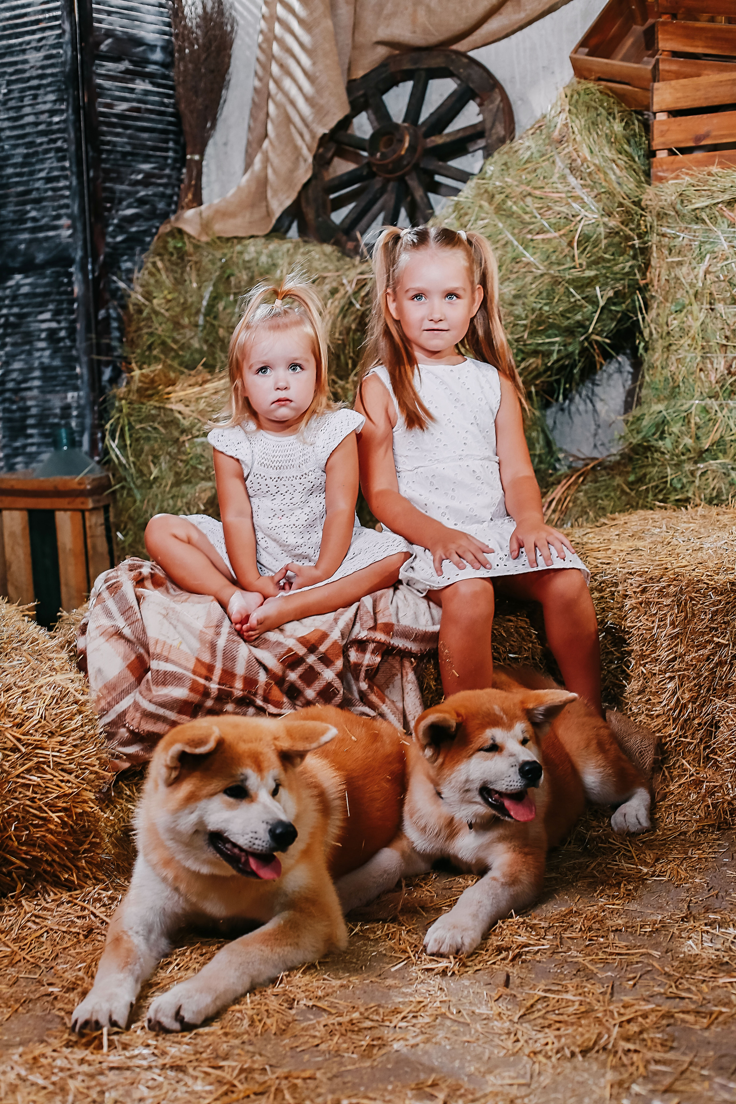 Фотосессия с собачками Акиту-Уну. Иванова Ирина Свадебный и семейный фотограф г. Уфа