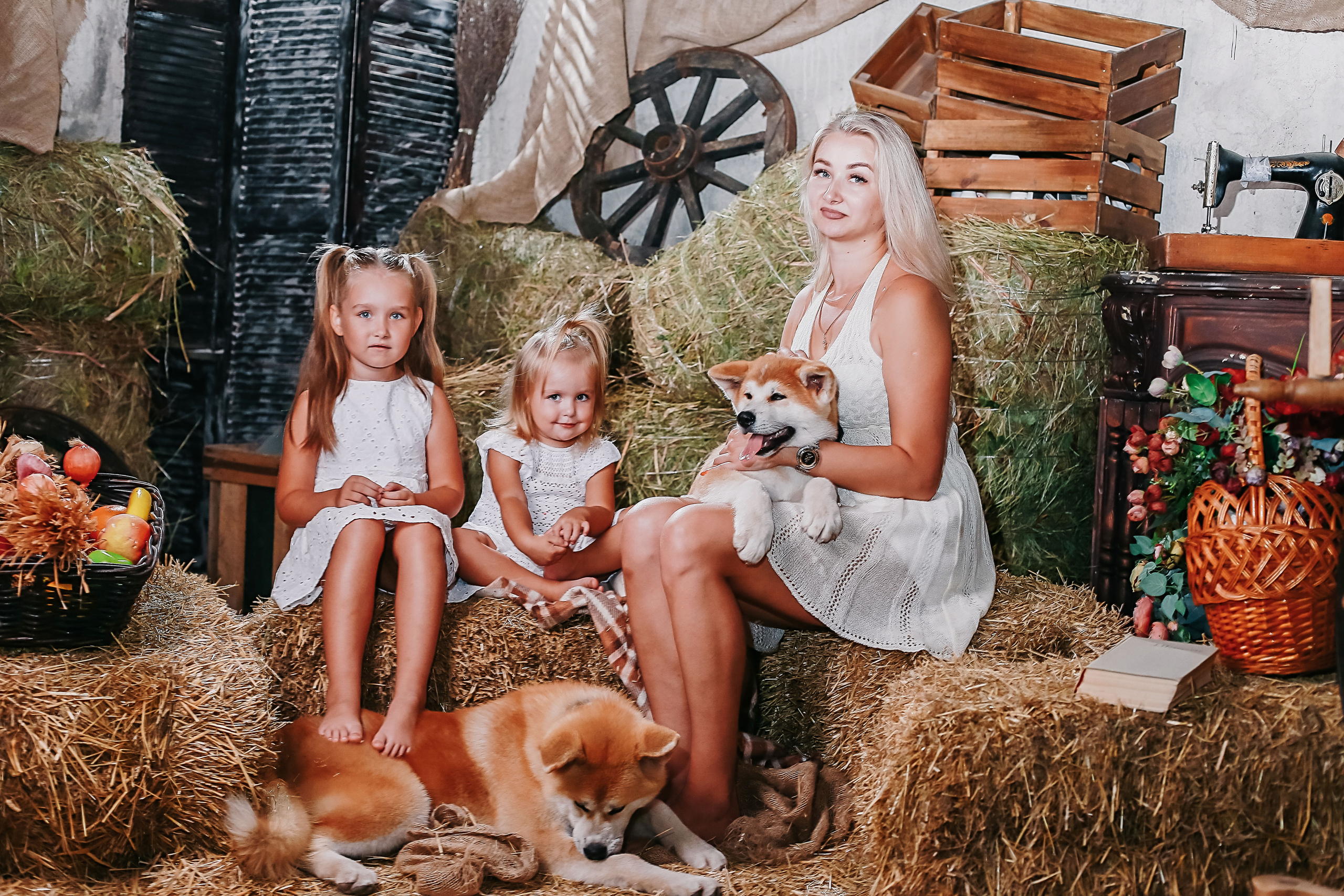 Фотосессия с собачками Акиту-Уну. Иванова Ирина Свадебный и семейный фотограф г. Уфа