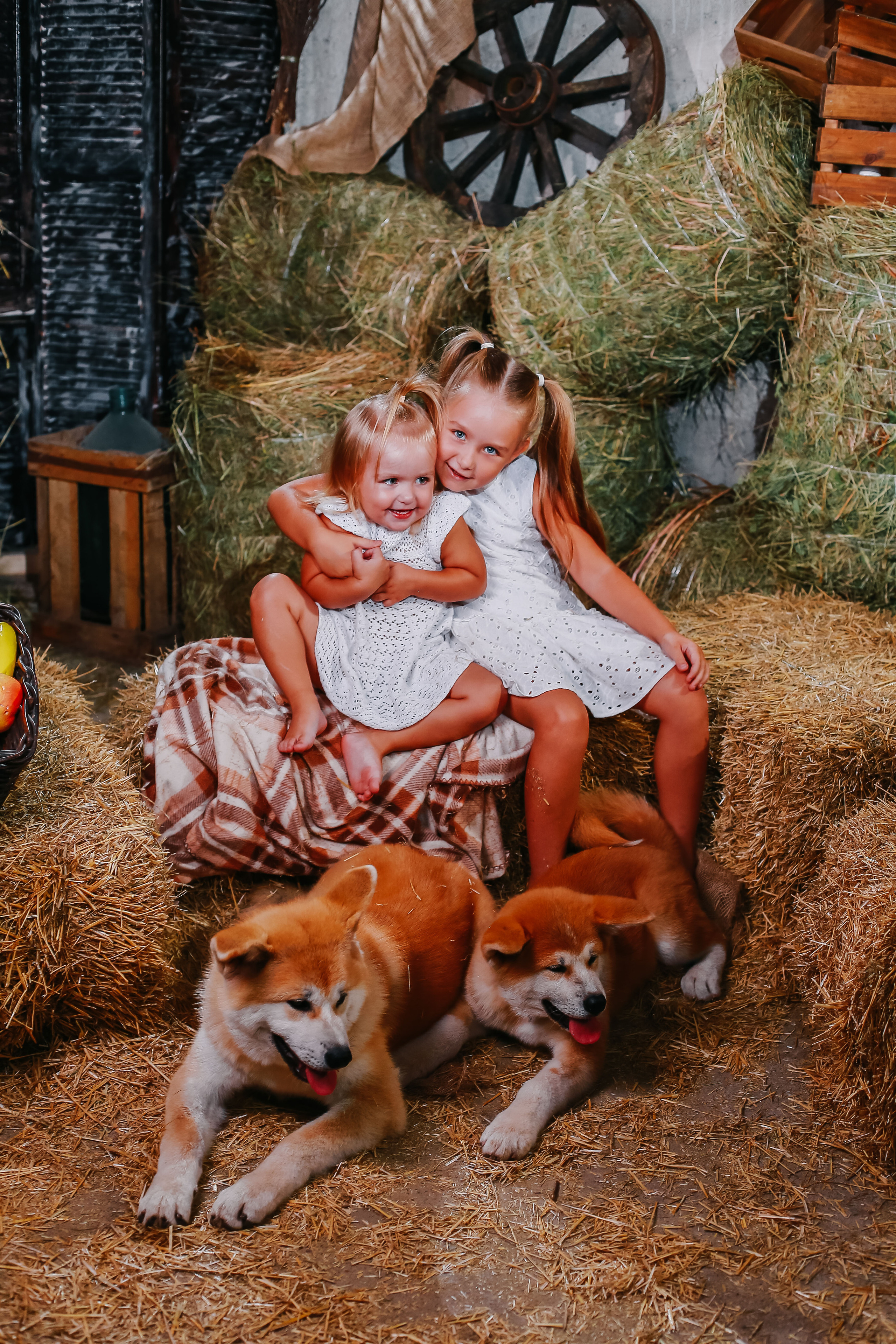 Фотосессия с собачками Акиту-Уну. Иванова Ирина Свадебный и семейный фотограф г. Уфа