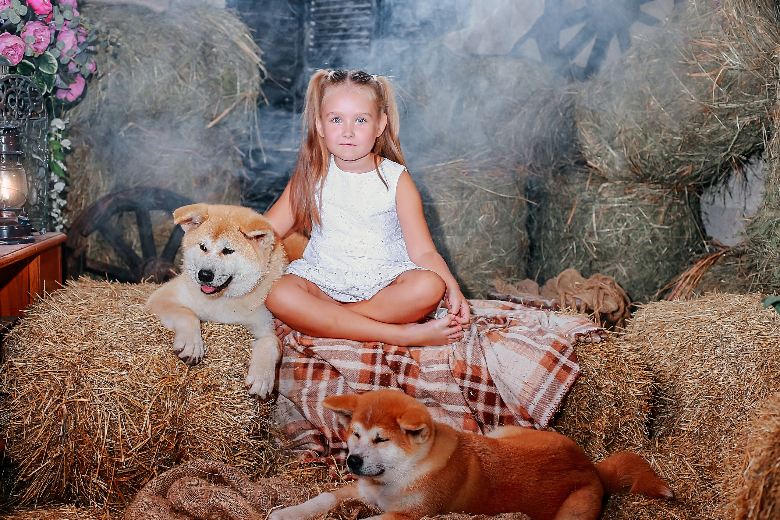 Фотосессия с собачками Акиту-Уну. Иванова Ирина Свадебный и семейный фотограф г. Уфа