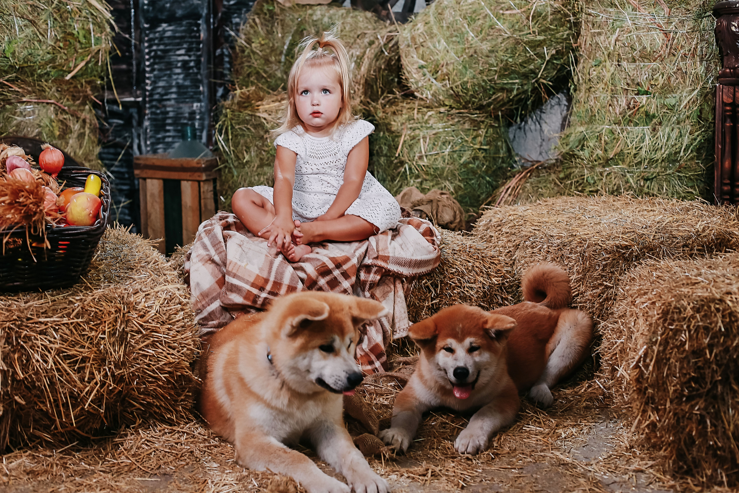 Фотосессия с собачками Акиту-Уну. Иванова Ирина Свадебный и семейный фотограф г. Уфа