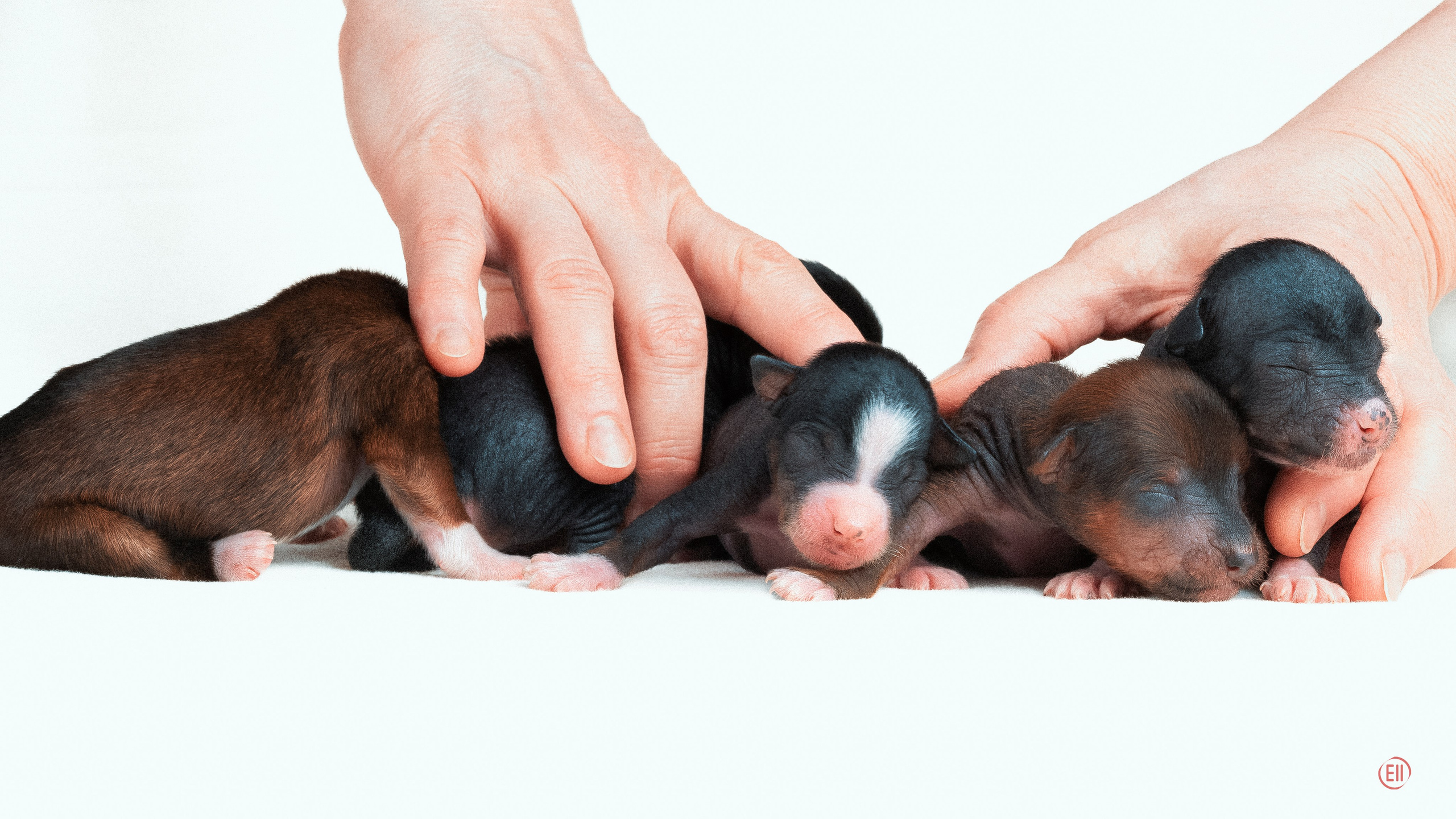 Помёт V. Питомник китайских хохлатых собак Poale Ell: купить щенка