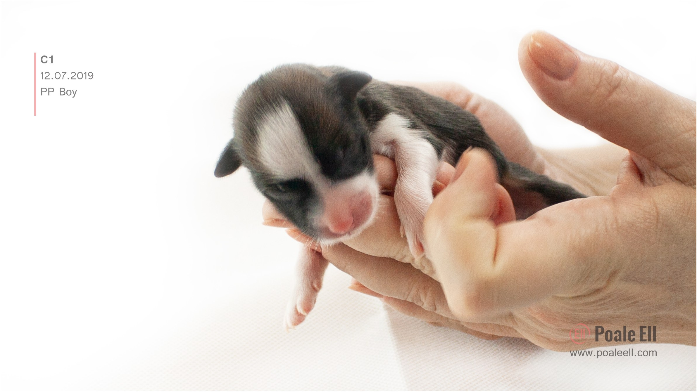 Litter C. Chinese Crested Dog Kennel Poale Ell