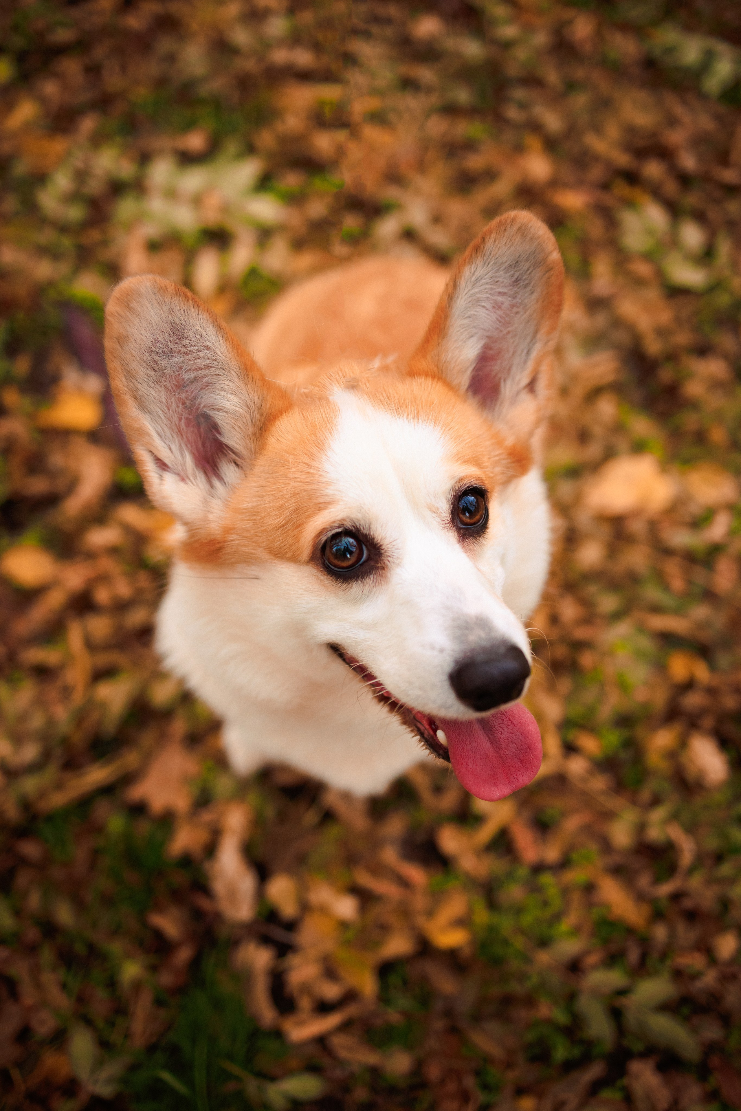 Осенняя семейная фотосессия в парке с Корги. Семейный и детский фотограф в Краснодаре Анна Трашкова