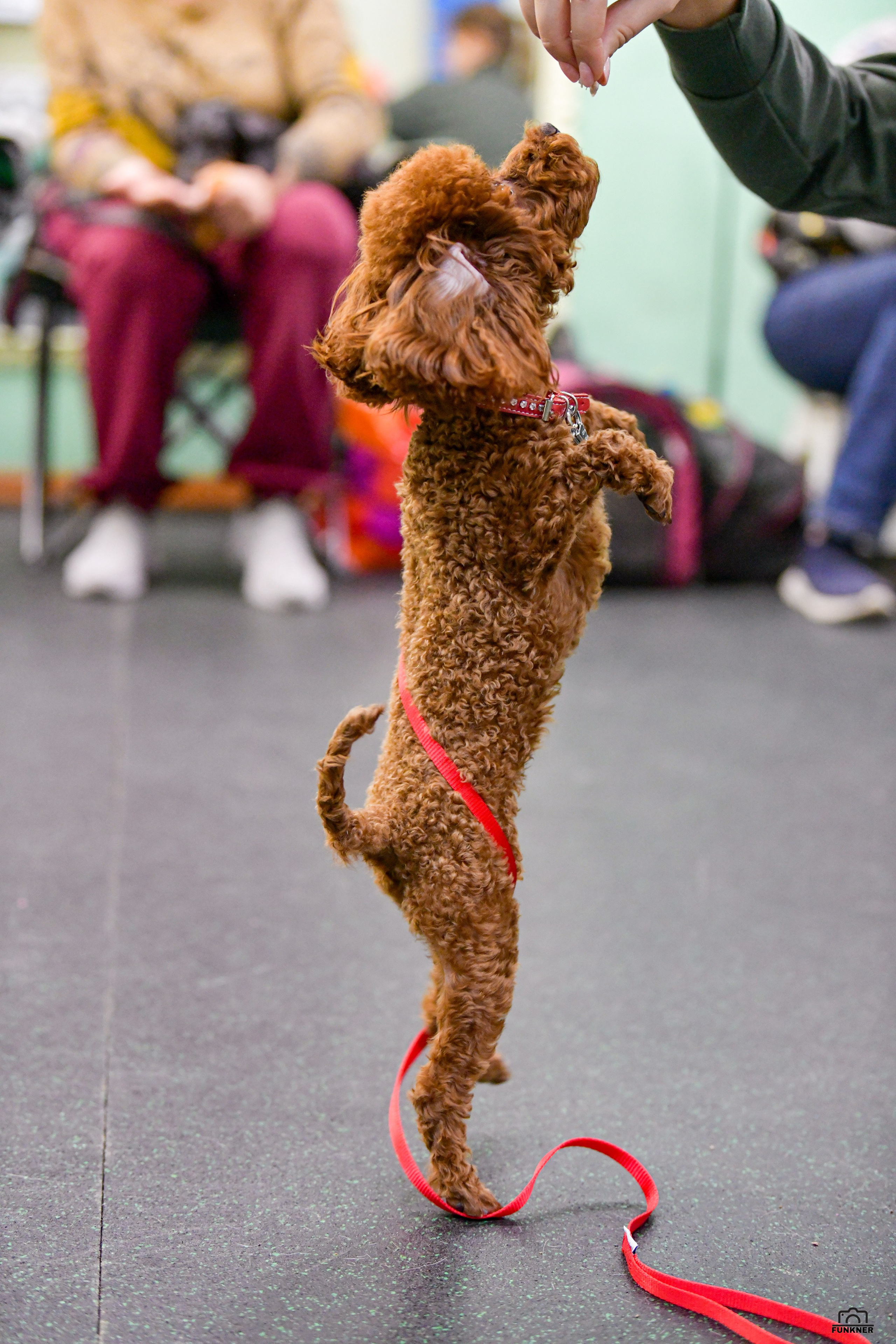 Кинологический клуб «Бодрый хвост». Свой взгляд через объектив