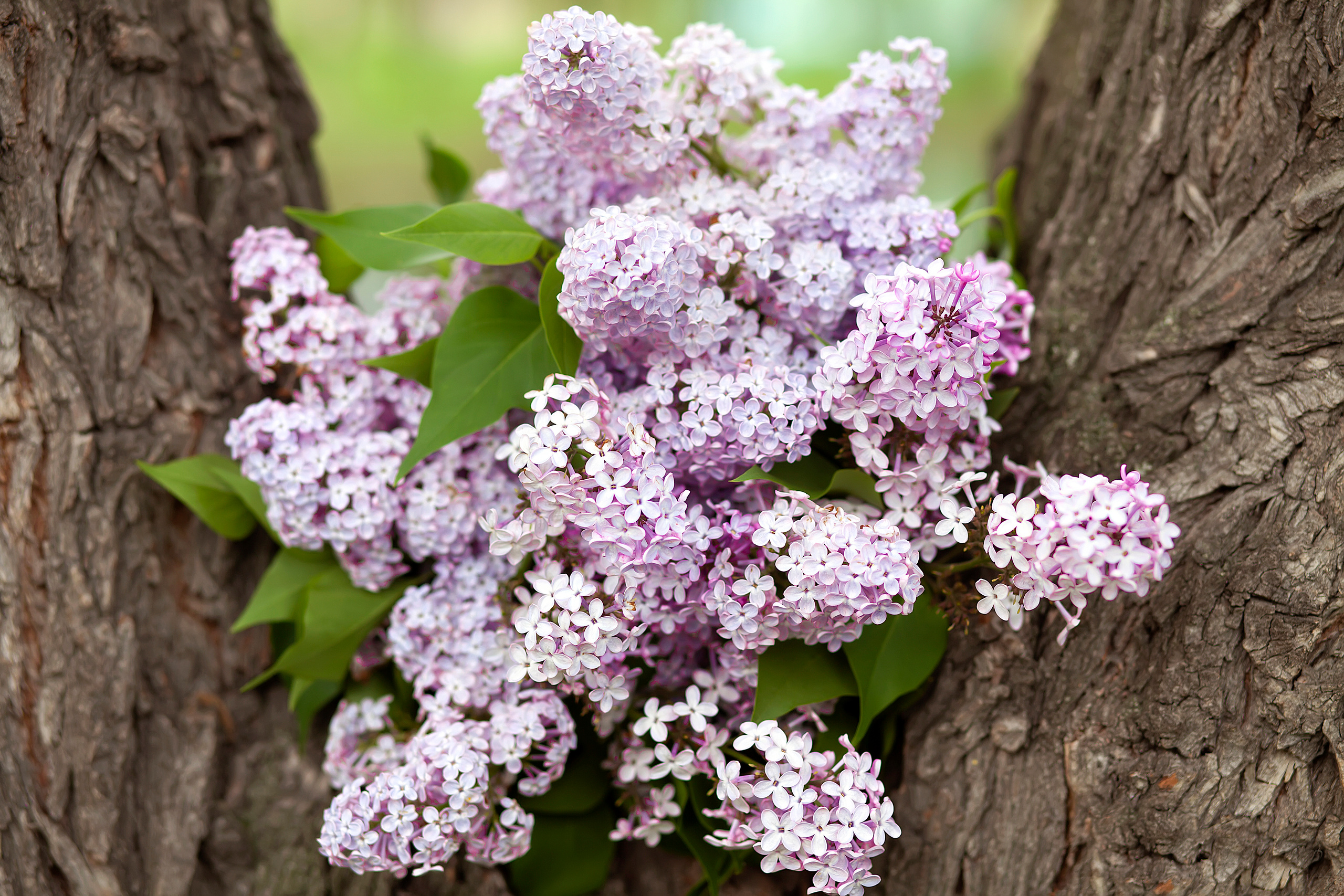 Love Story, фото любви, любовь, влюбленные, омск. Мария Беккер - фотограф: свадебный, семейный, детский