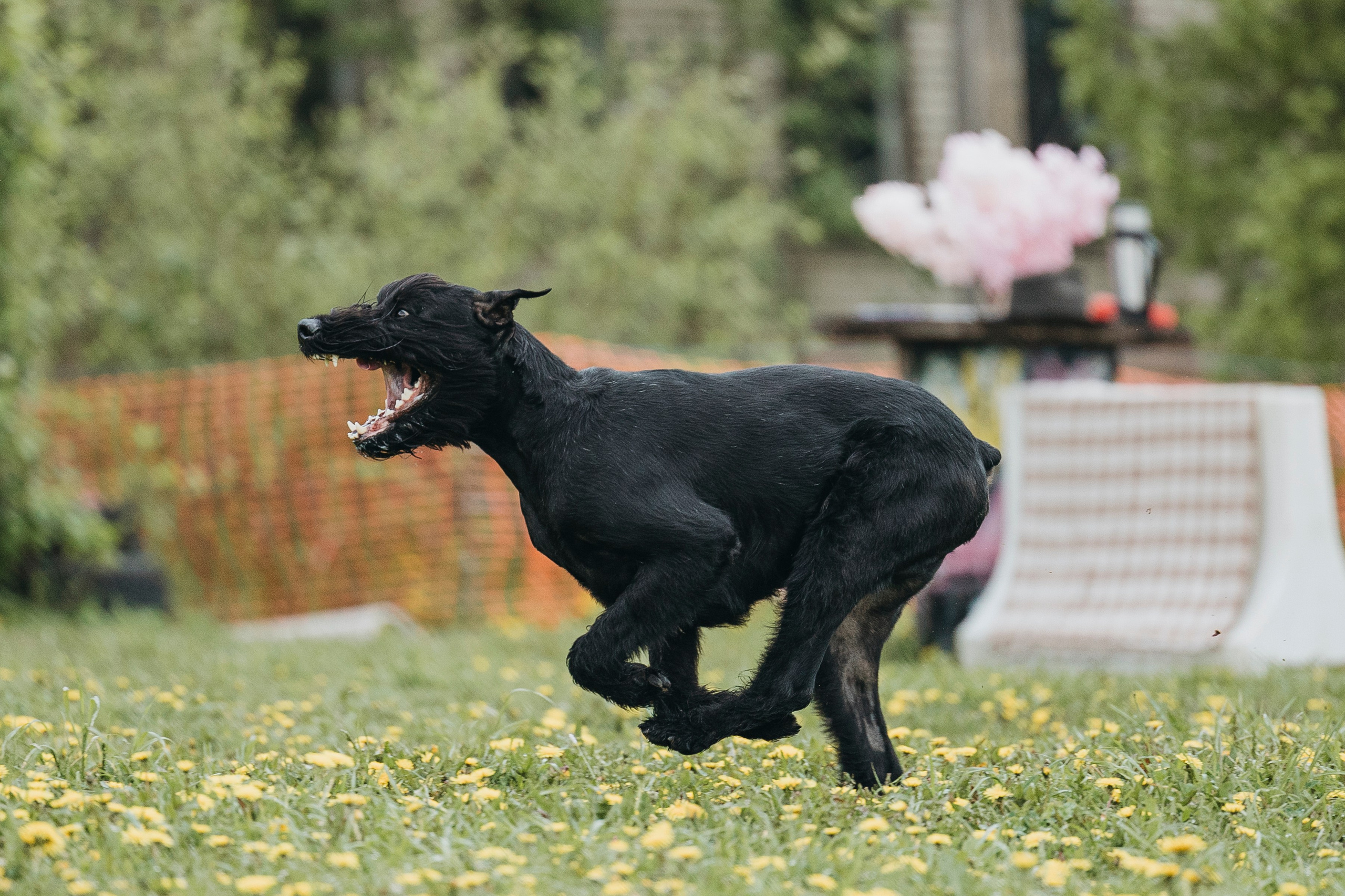 26.05.25 г. Пушкин квалификационные соревнования. Фотограф-анималист Анна Маринич