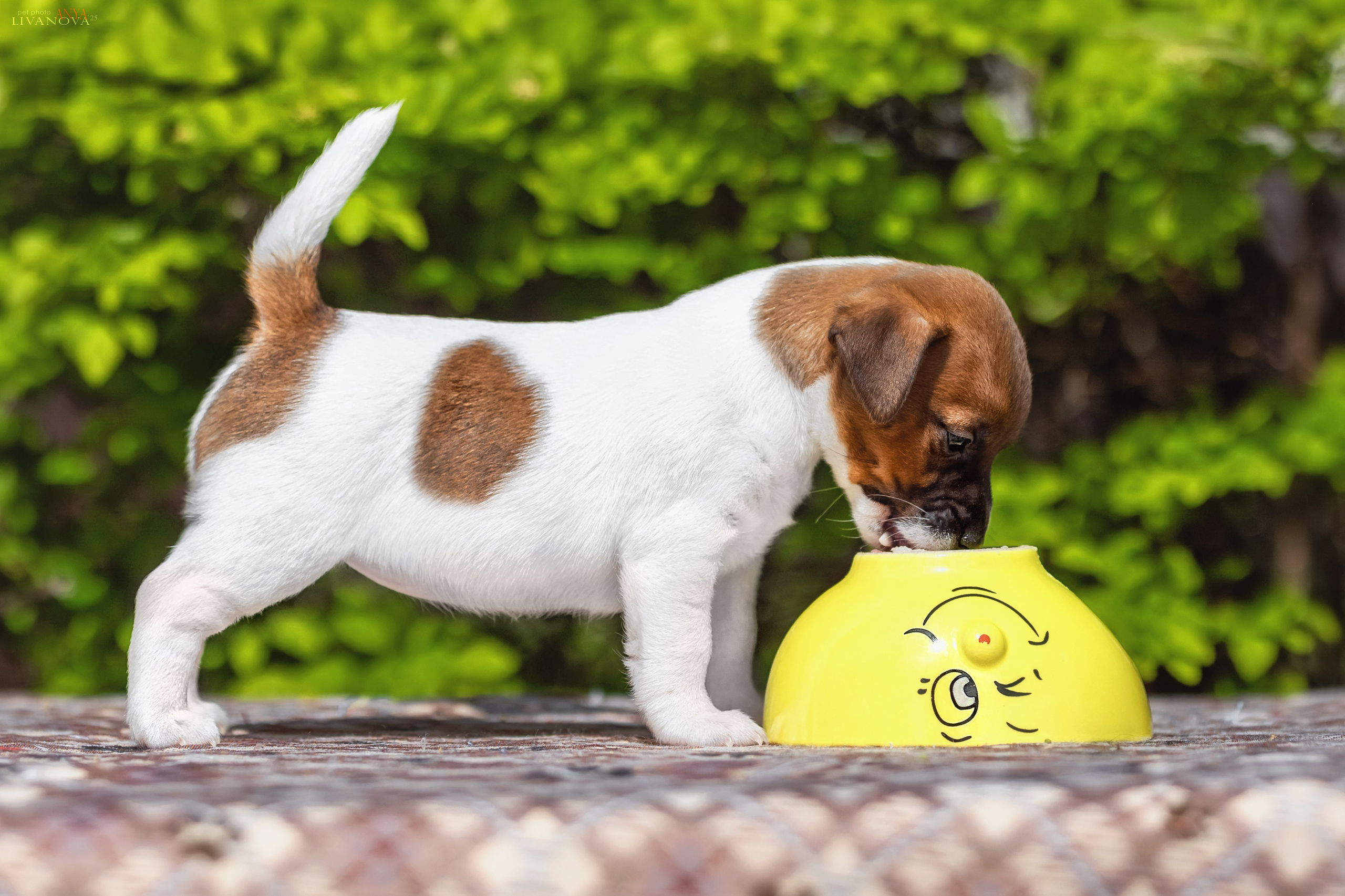 ДРТ. Фотограф анималист Аня Ливанова | Рыбинск