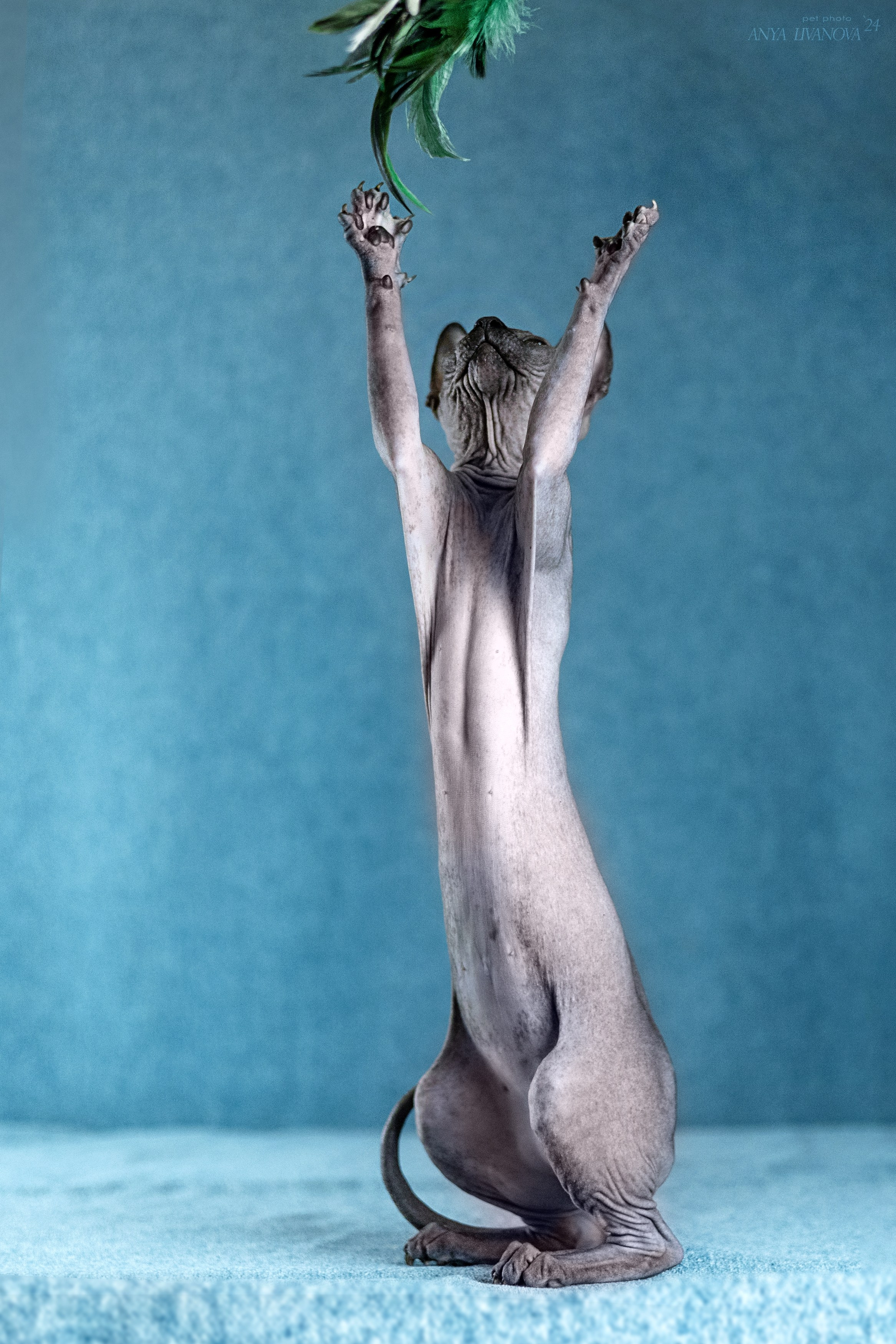 Кошечка сфинкс. Фотограф анималист Аня Ливанова | Рыбинск