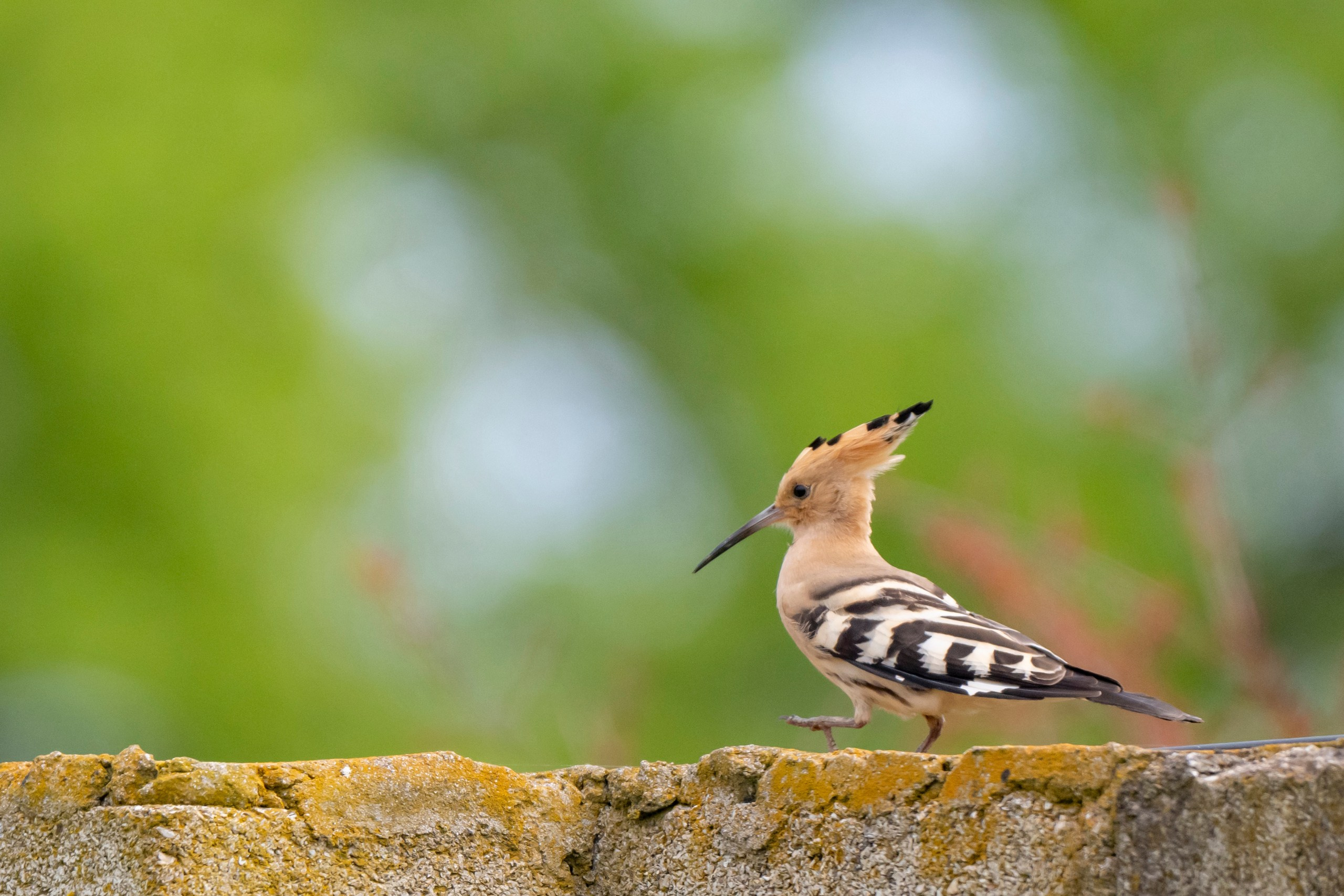 Дикая природа Дагестана. Май 2025 г. Foto-Zuev фотография как искусство