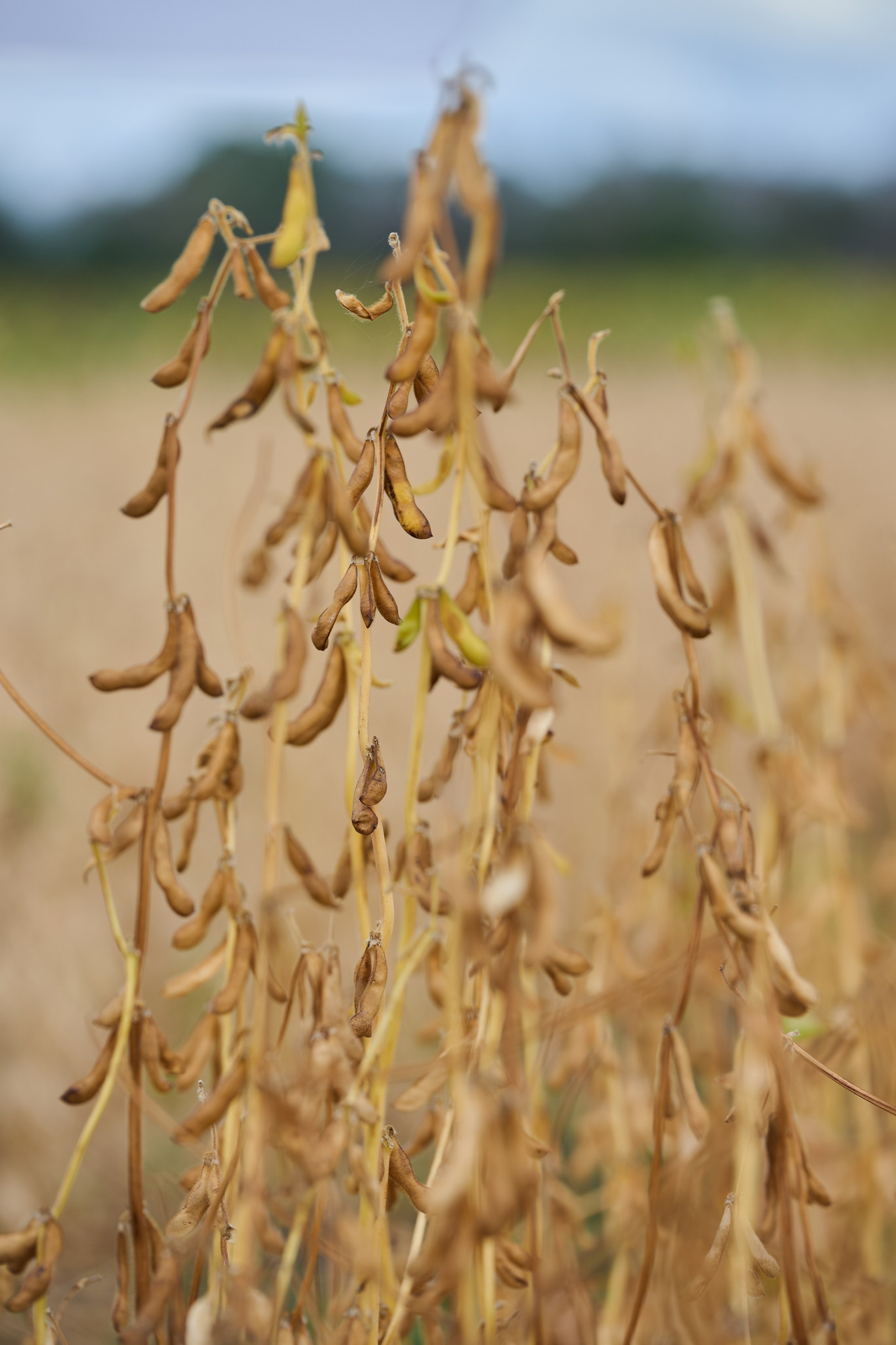 Самарский День поля 2025. Фотограф в Самаре