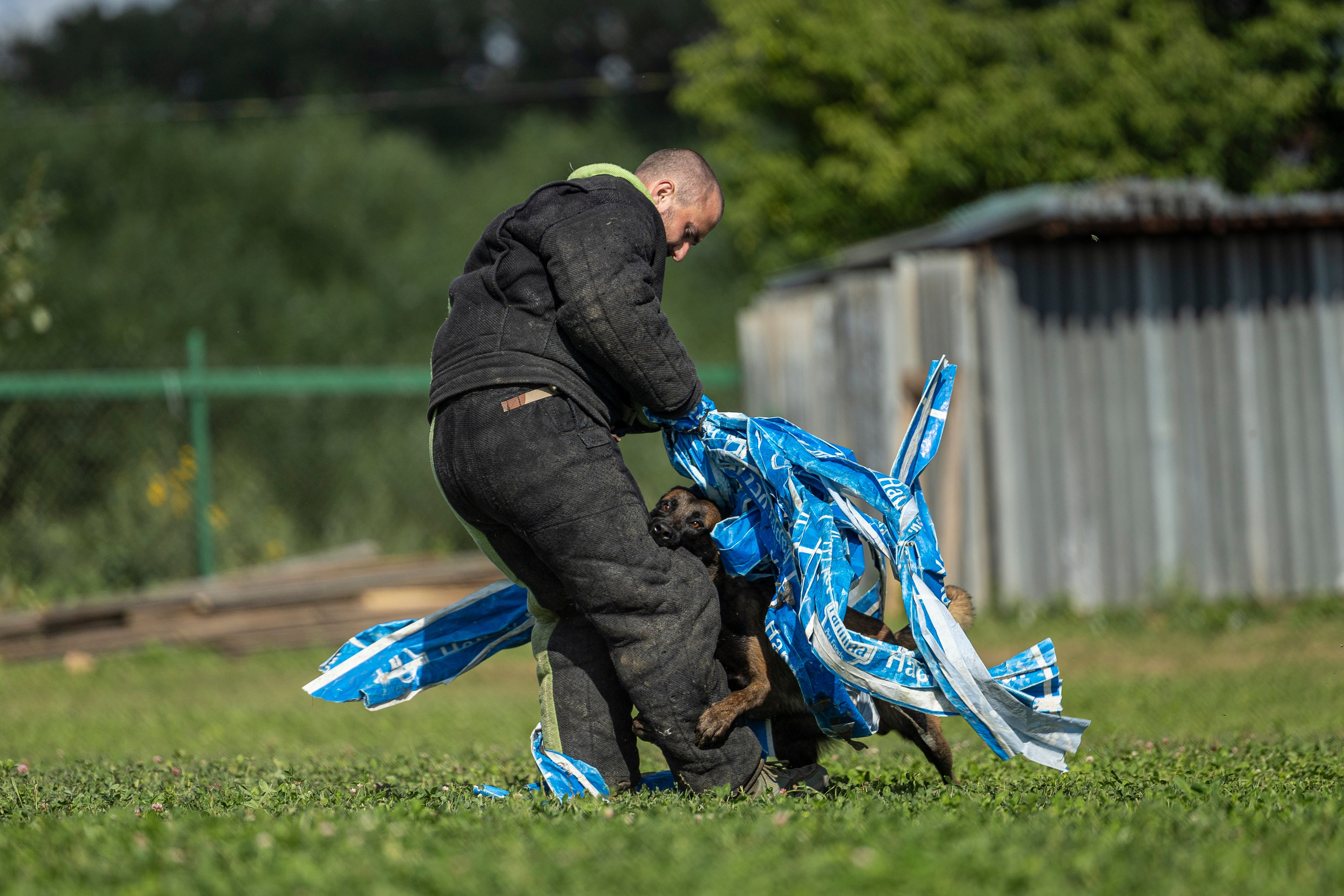 Соревнования по Мондьорингу г. Вологда 10-11.08.2024. Фотограф-анималист Анна Маринич