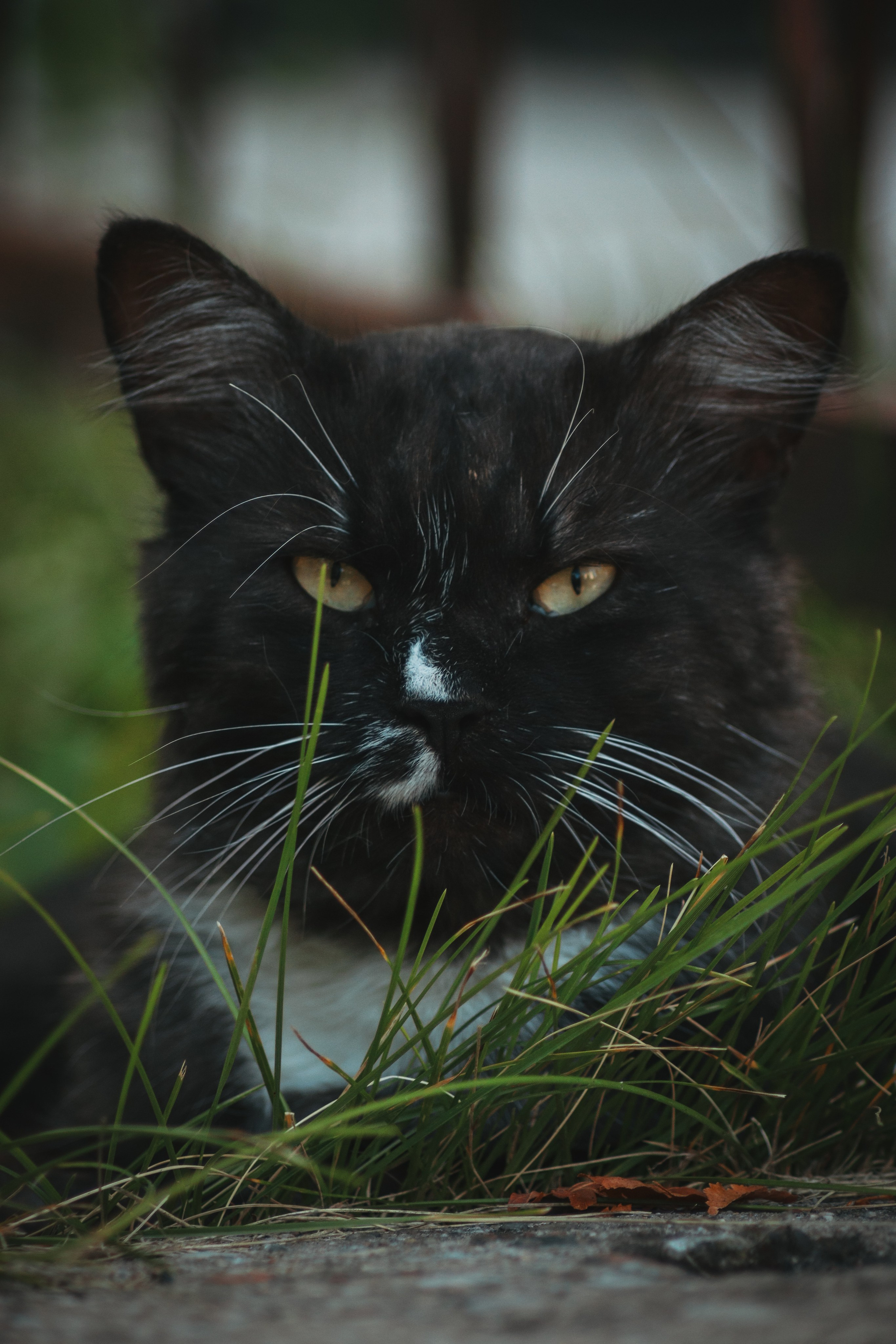 Р А З Н Ы Е — К О Т Ы. — Digital Noise —