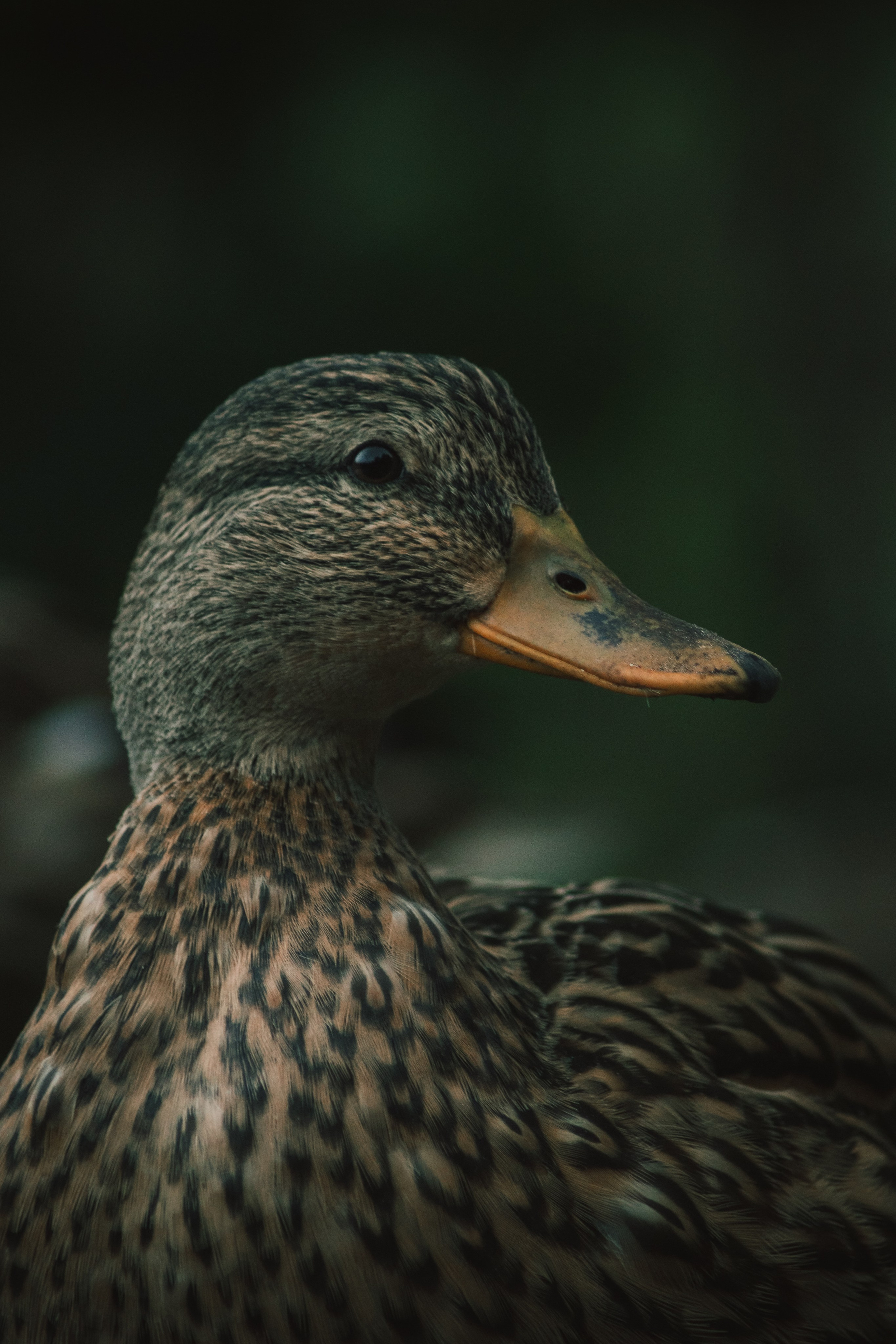 Т Е П Л Ы Й — З Е Л Е Н Ы Й. — Digital Noise —