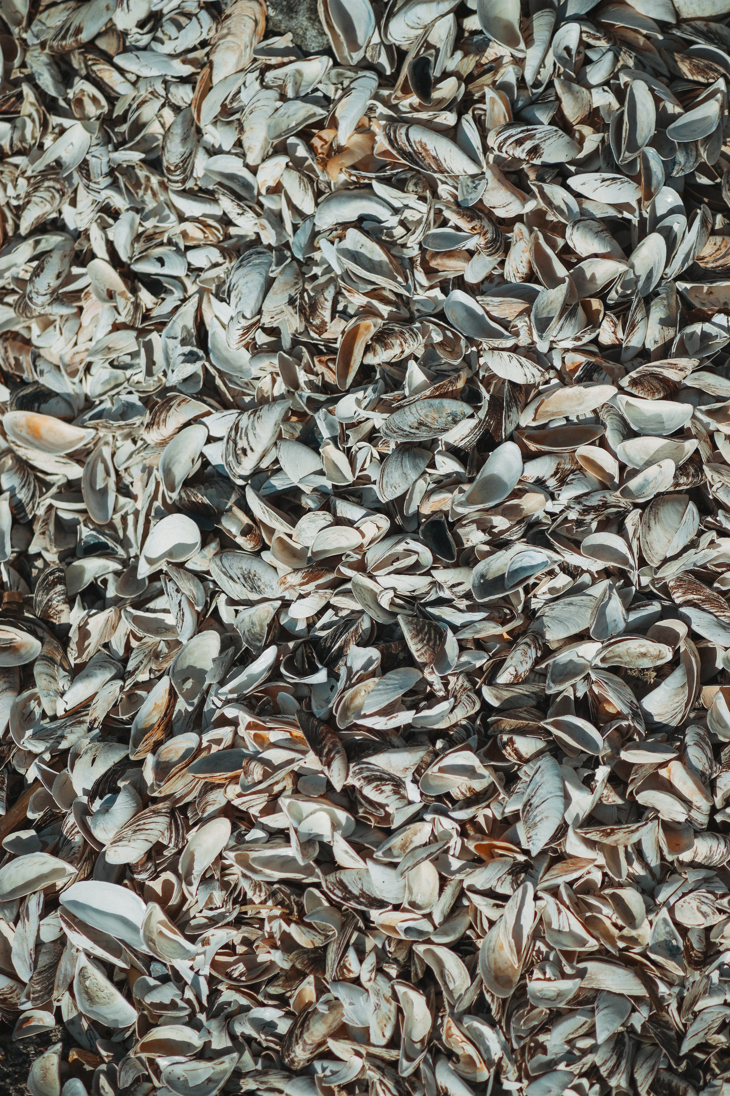 Ф О Н О В Ы Е. — Digital Noise —