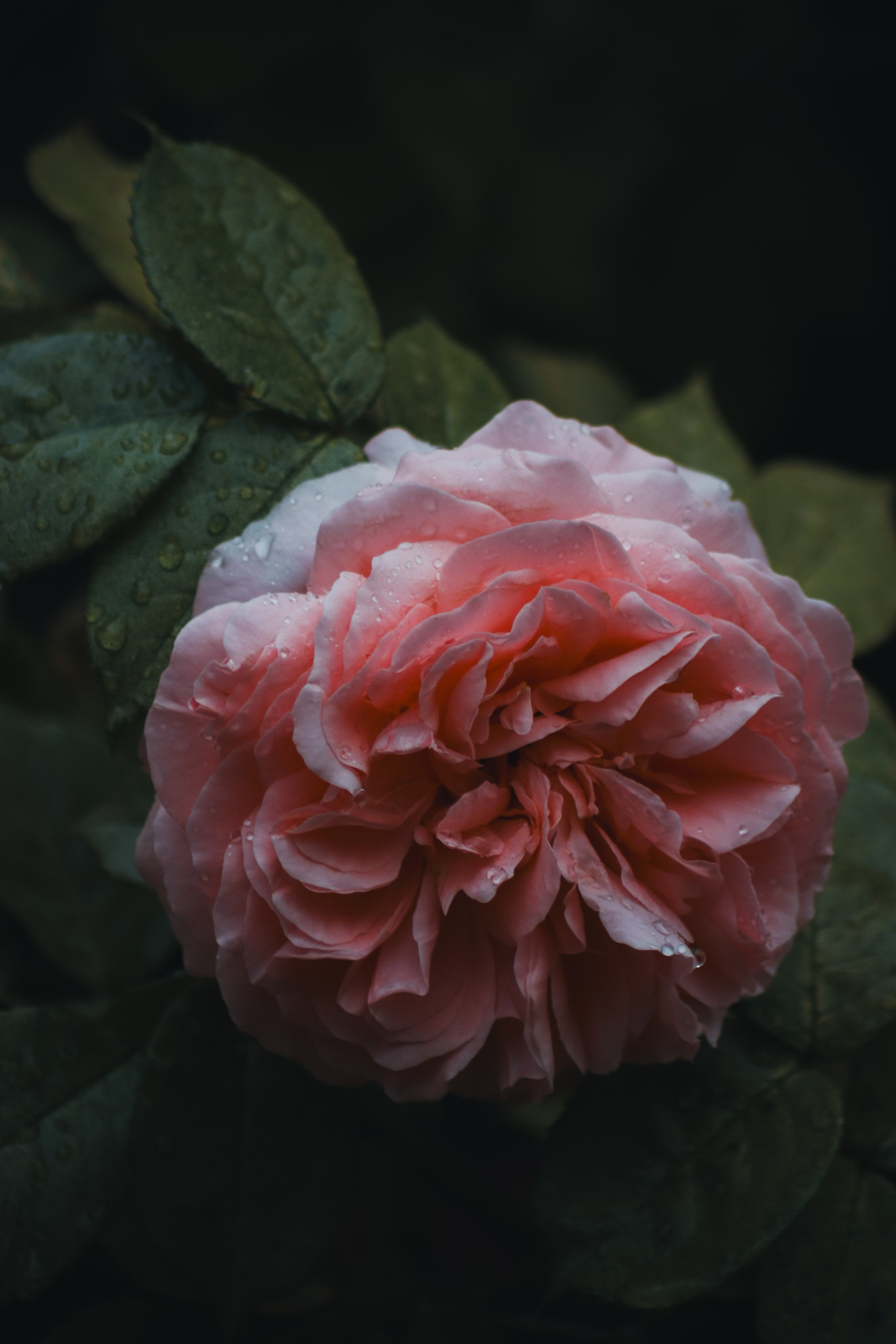 Р А С Т Е Н И Я. — Digital Noise —