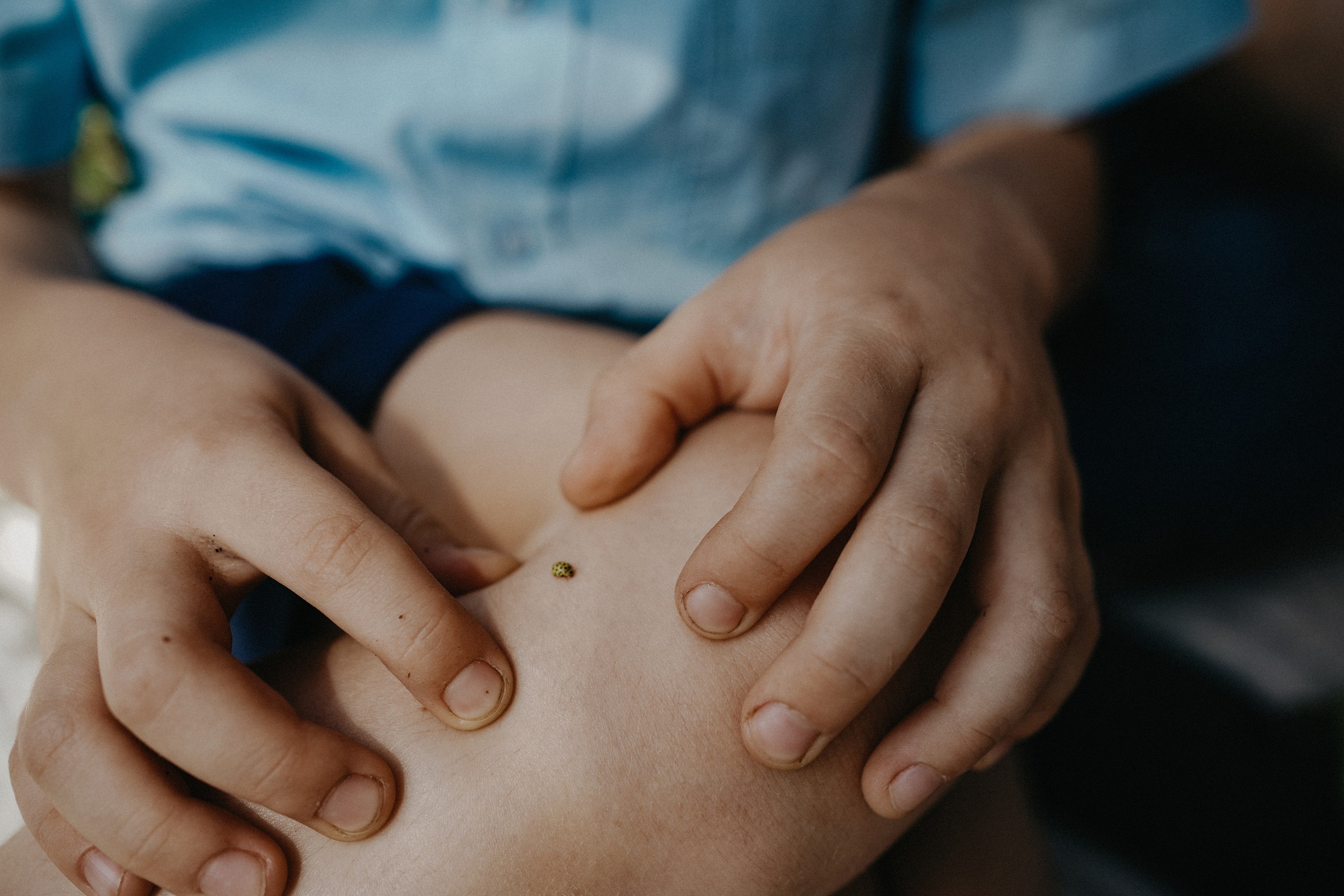 Парк и лес для чудес. Ася Краснова