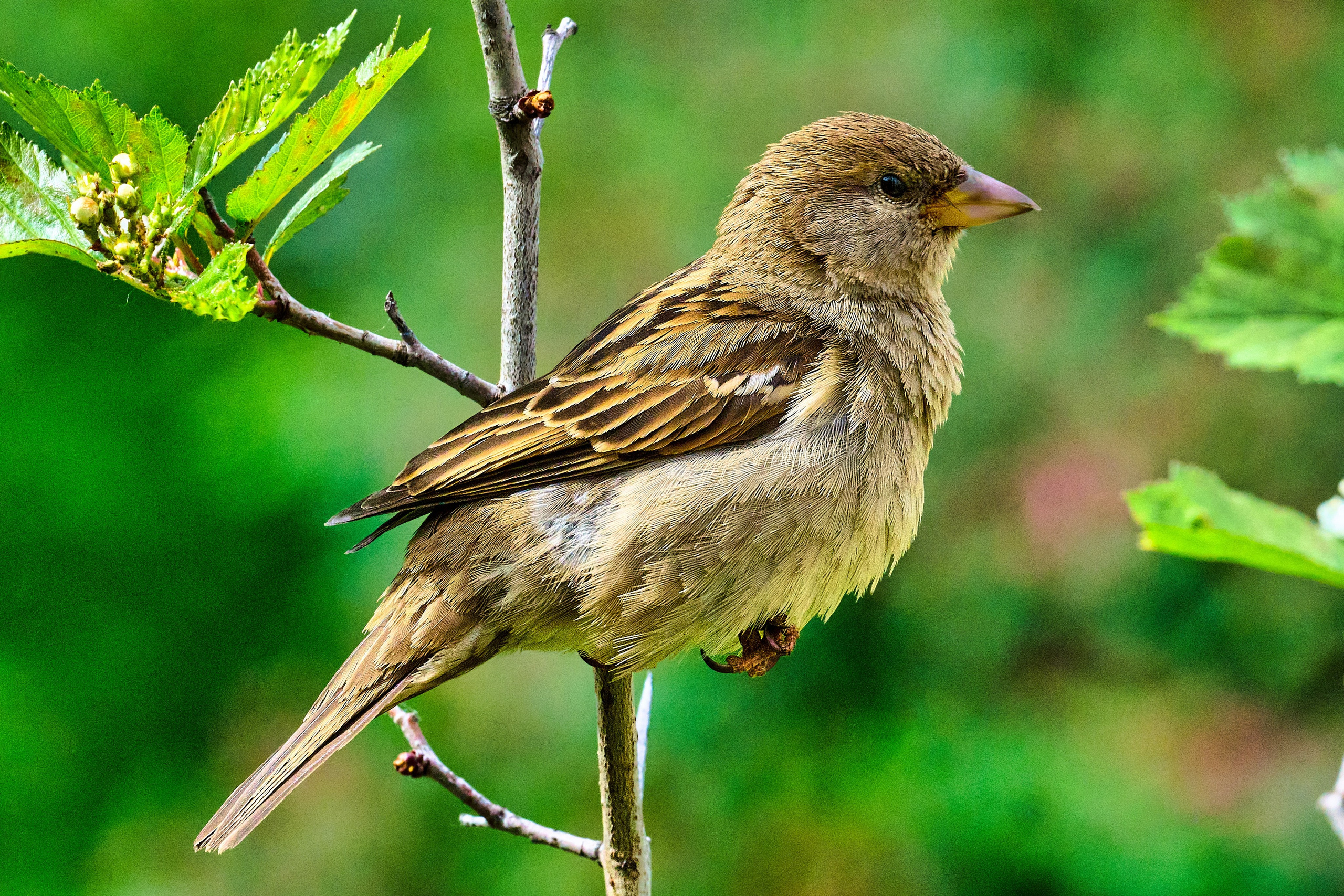 Живность разная. FM Media Сrew. Репортажные фото и видео